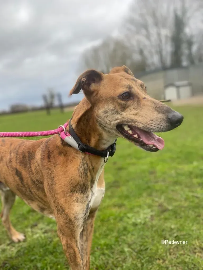 clarence adozione levrieri greyhound 5