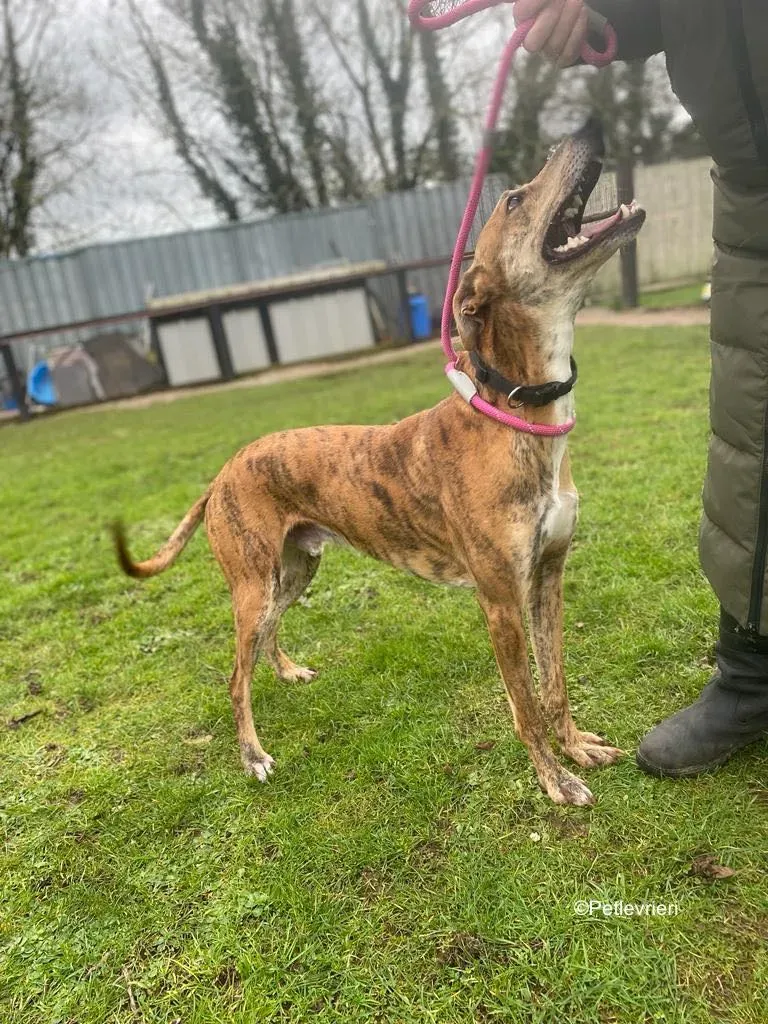 clarence adozione levrieri greyhound 6