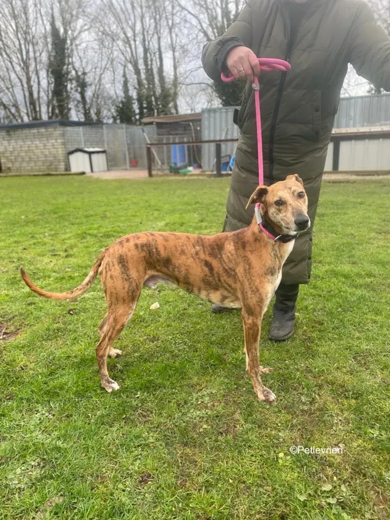 clarence adozione levrieri greyhound 7