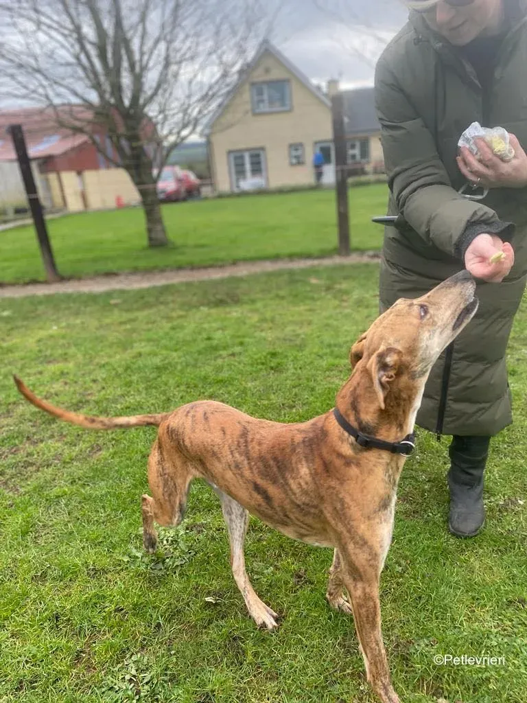 clarence adozione levrieri greyhound 8