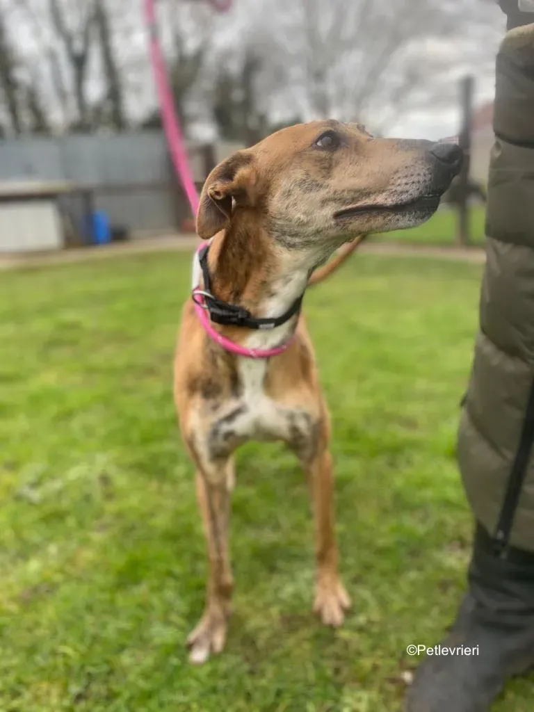 clarence adozione levrieri greyhound 9