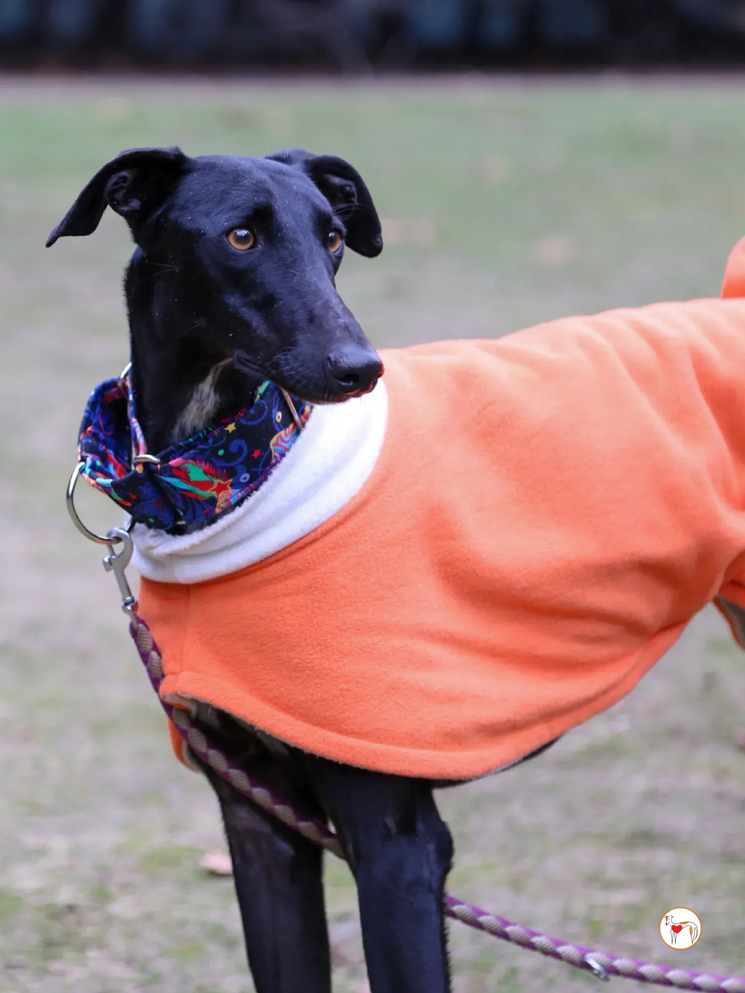 cleo galgo adozione 01