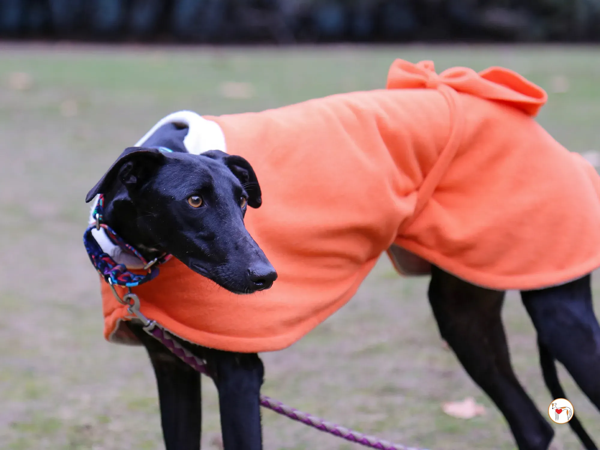 cleo galgo adozione 02