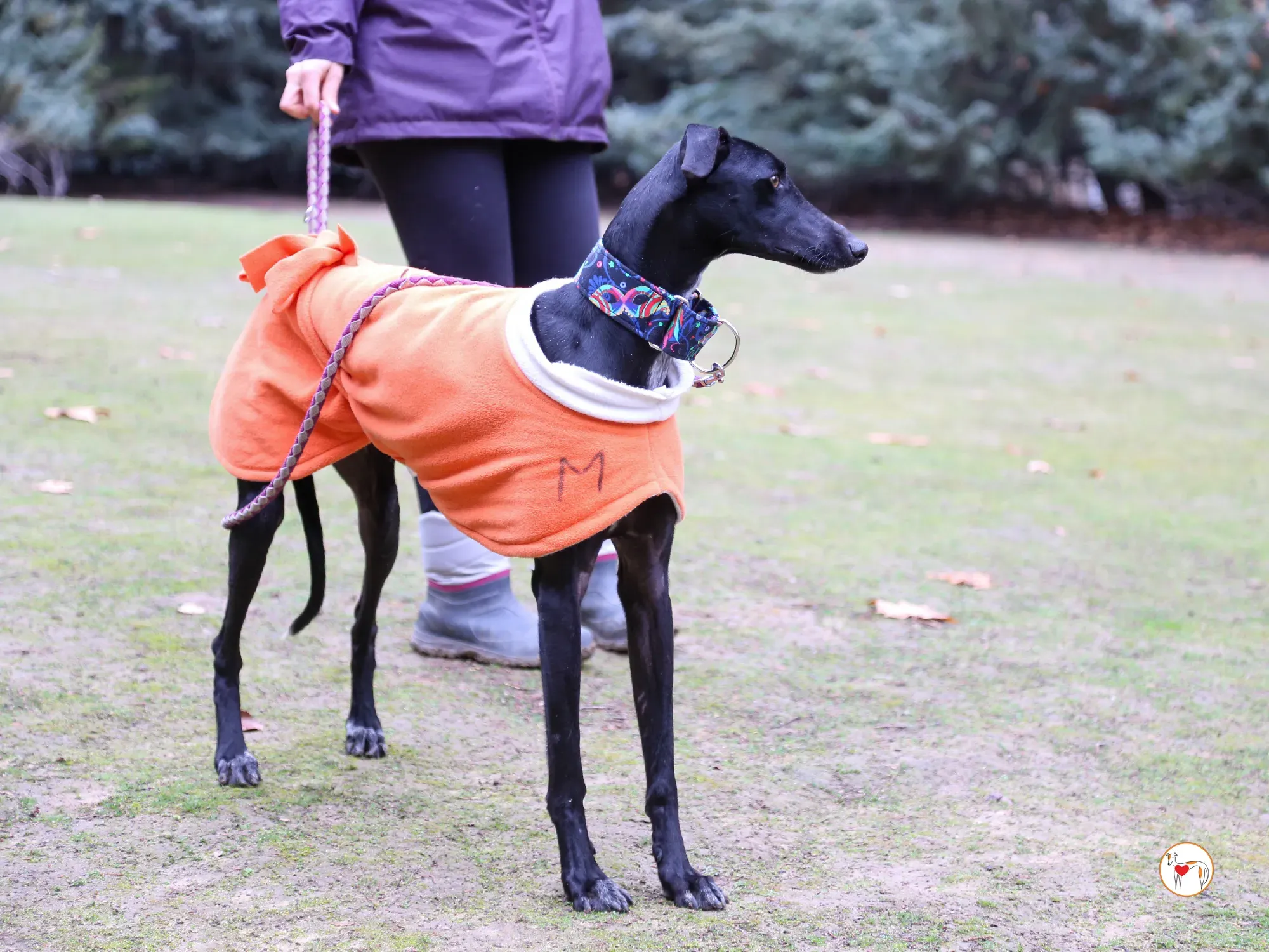 cleo galgo adozione 03