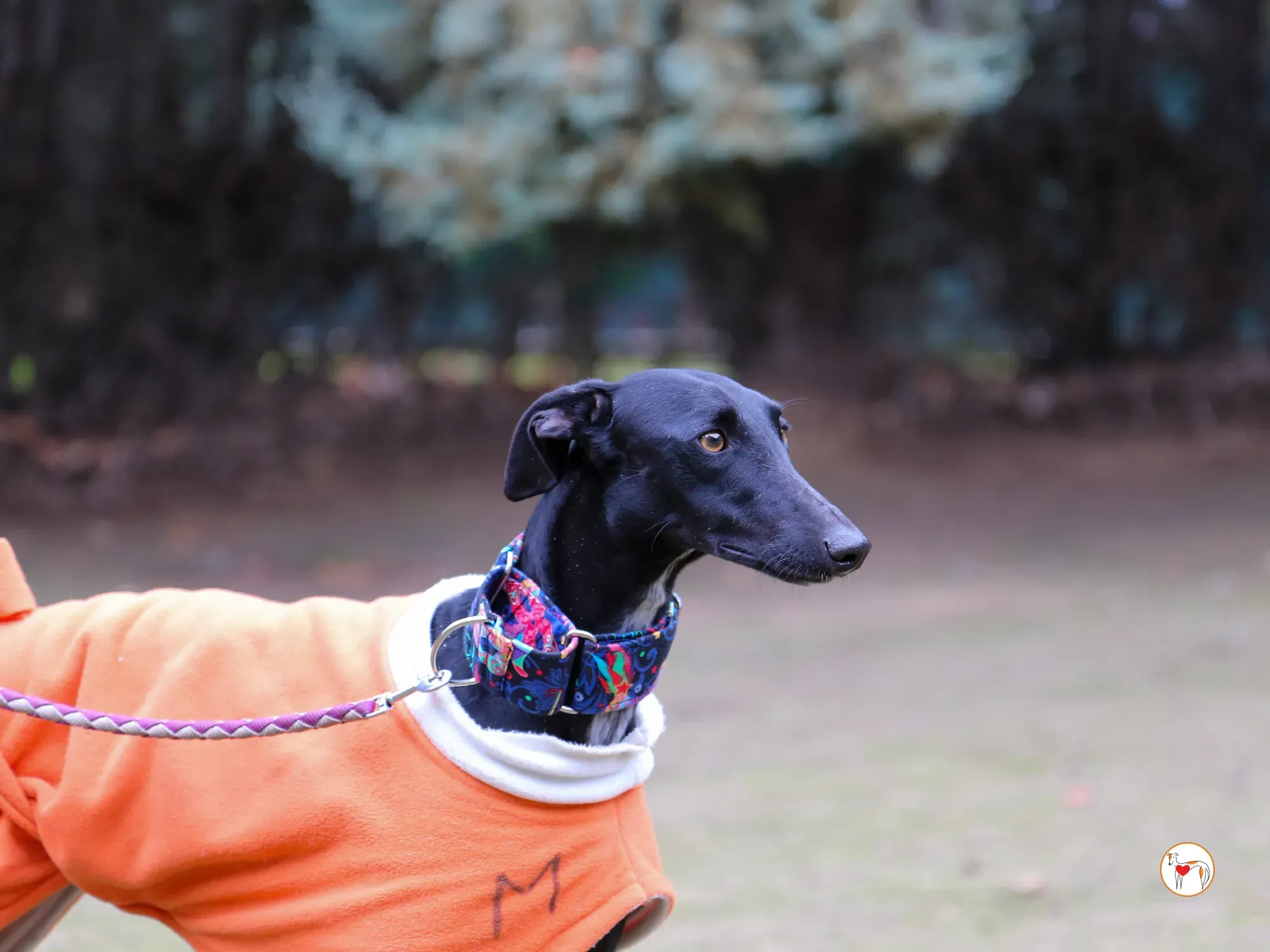 cleo galgo adozione 04