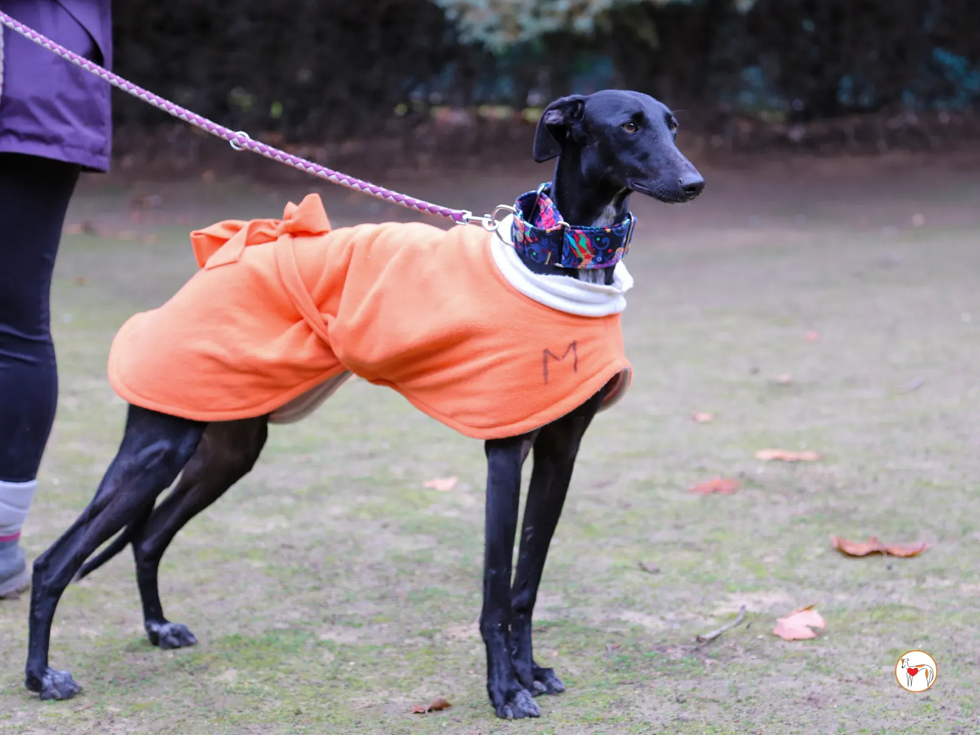 cleo galgo adozione 05