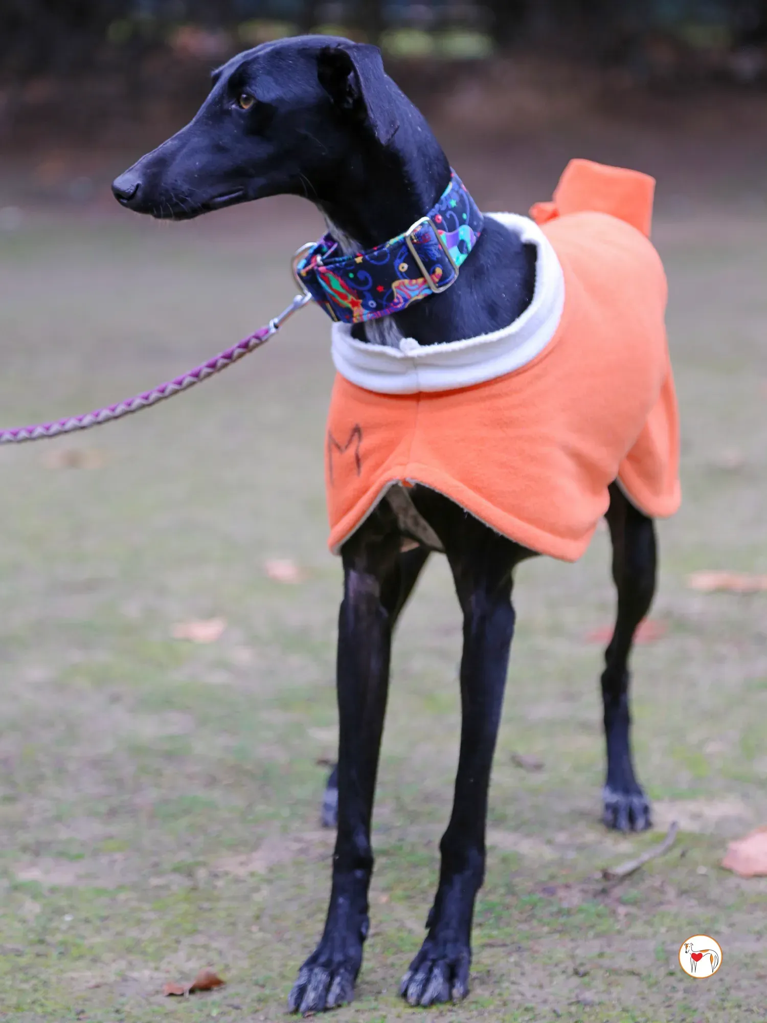 cleo galgo adozione 06