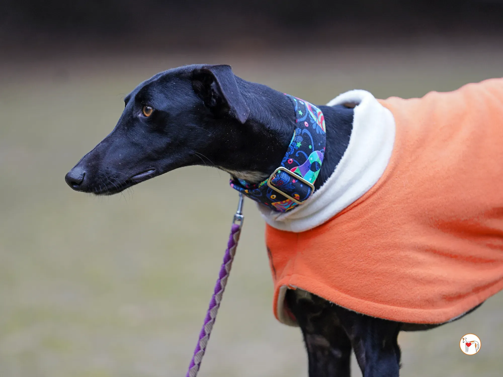 cleo galgo adozione 07