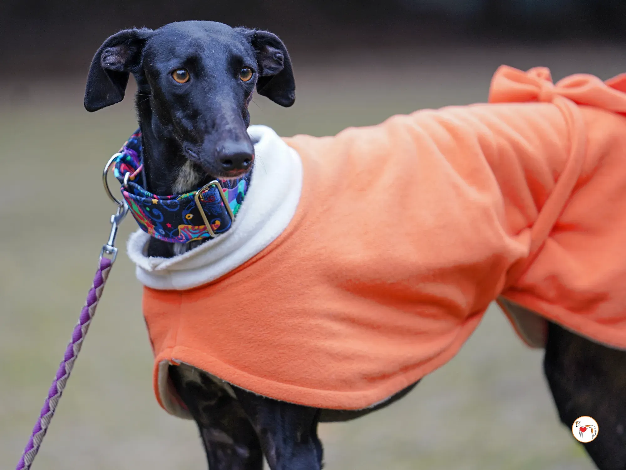 cleo galgo adozione 08