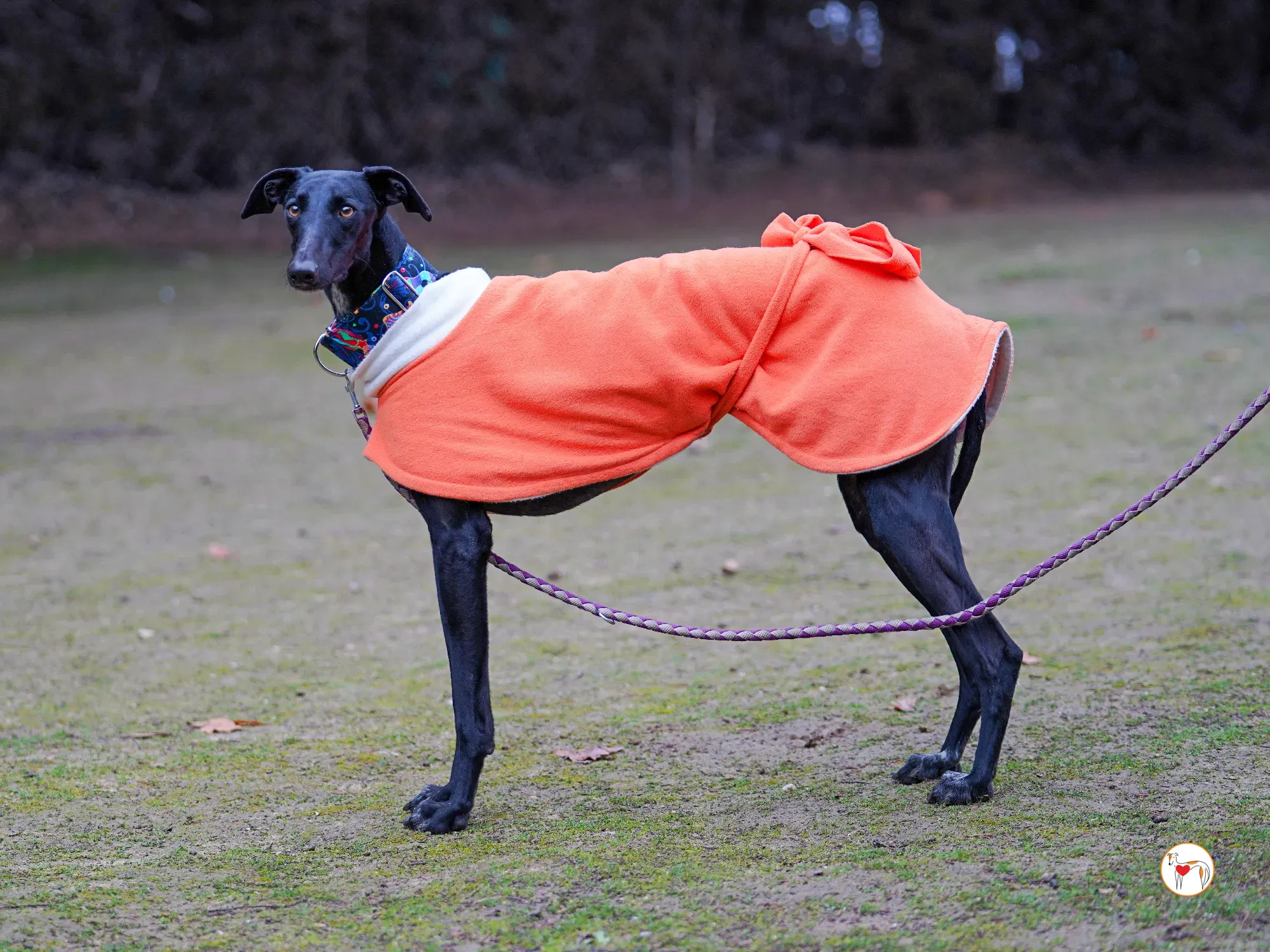 cleo galgo adozione 09