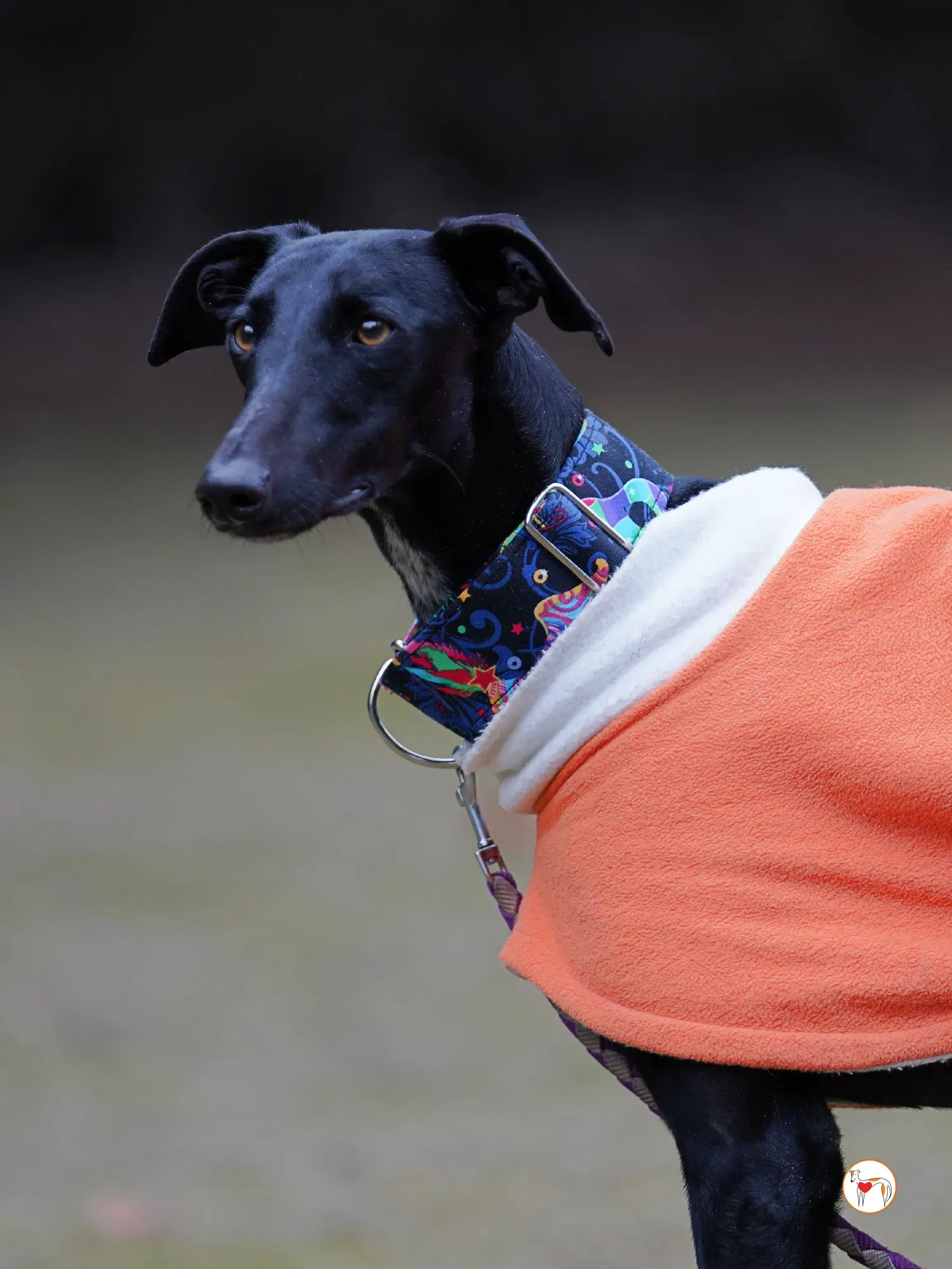 cleo galgo adozione 10