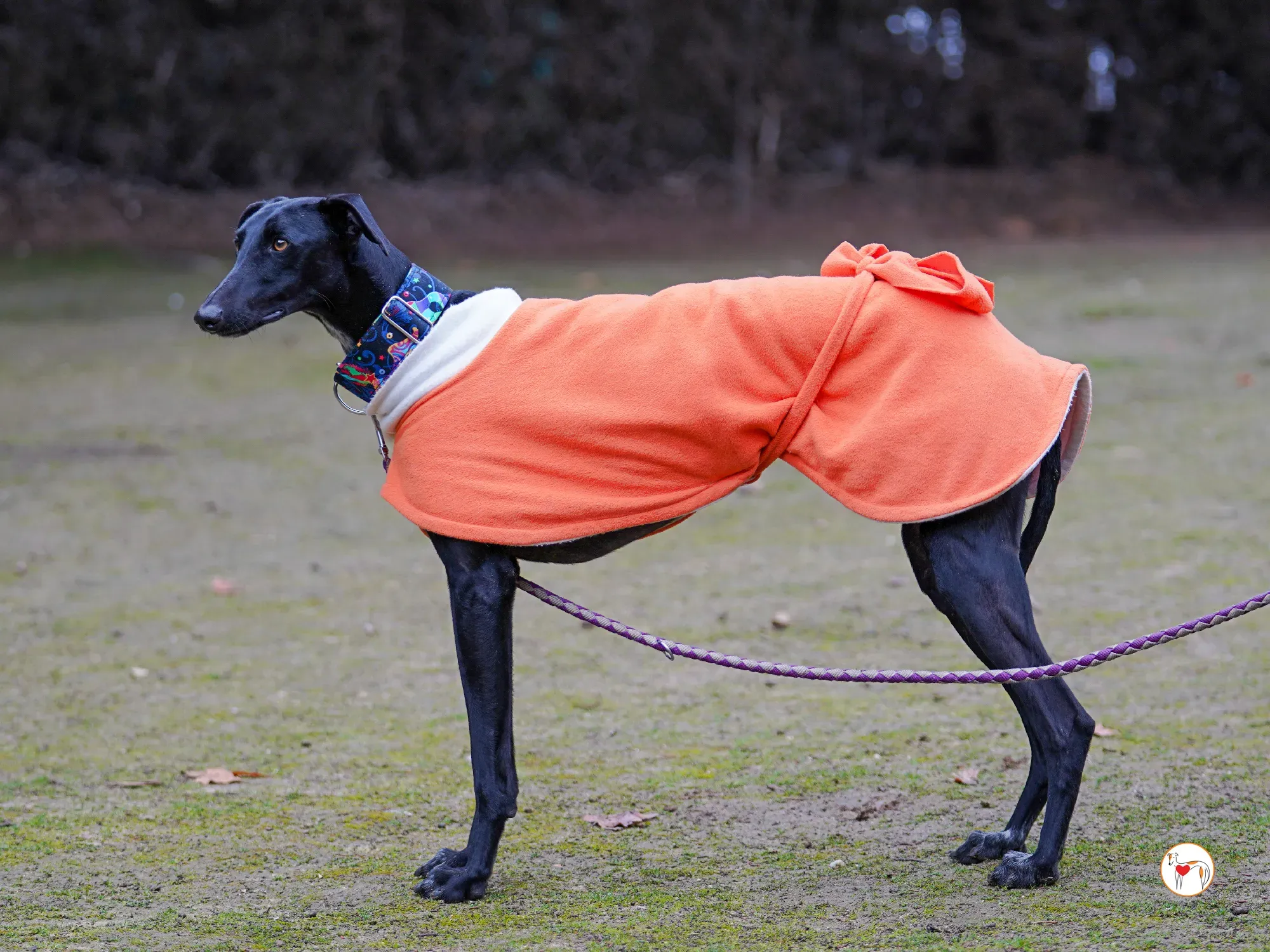 cleo galgo adozione 11