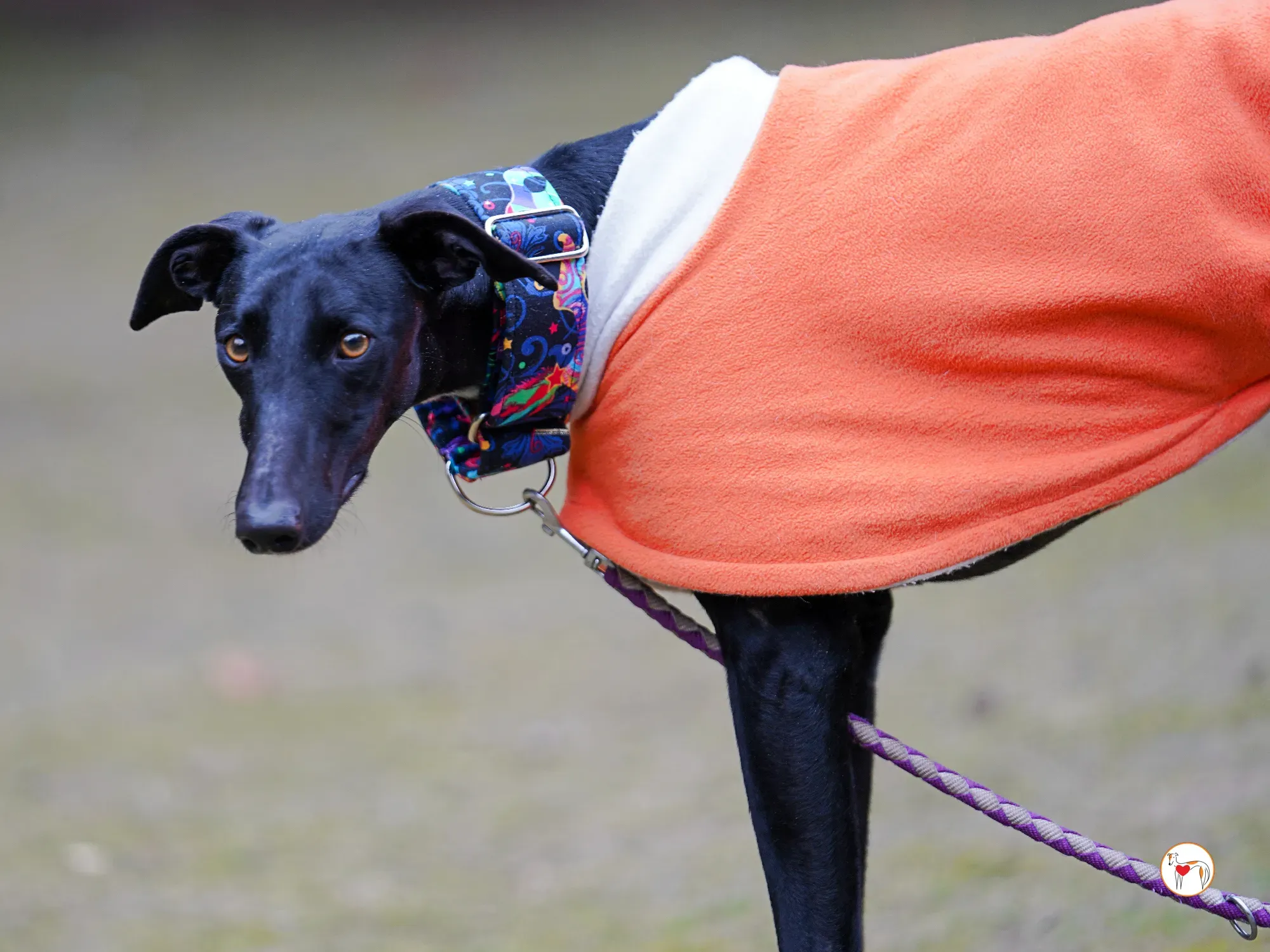 cleo galgo adozione 12