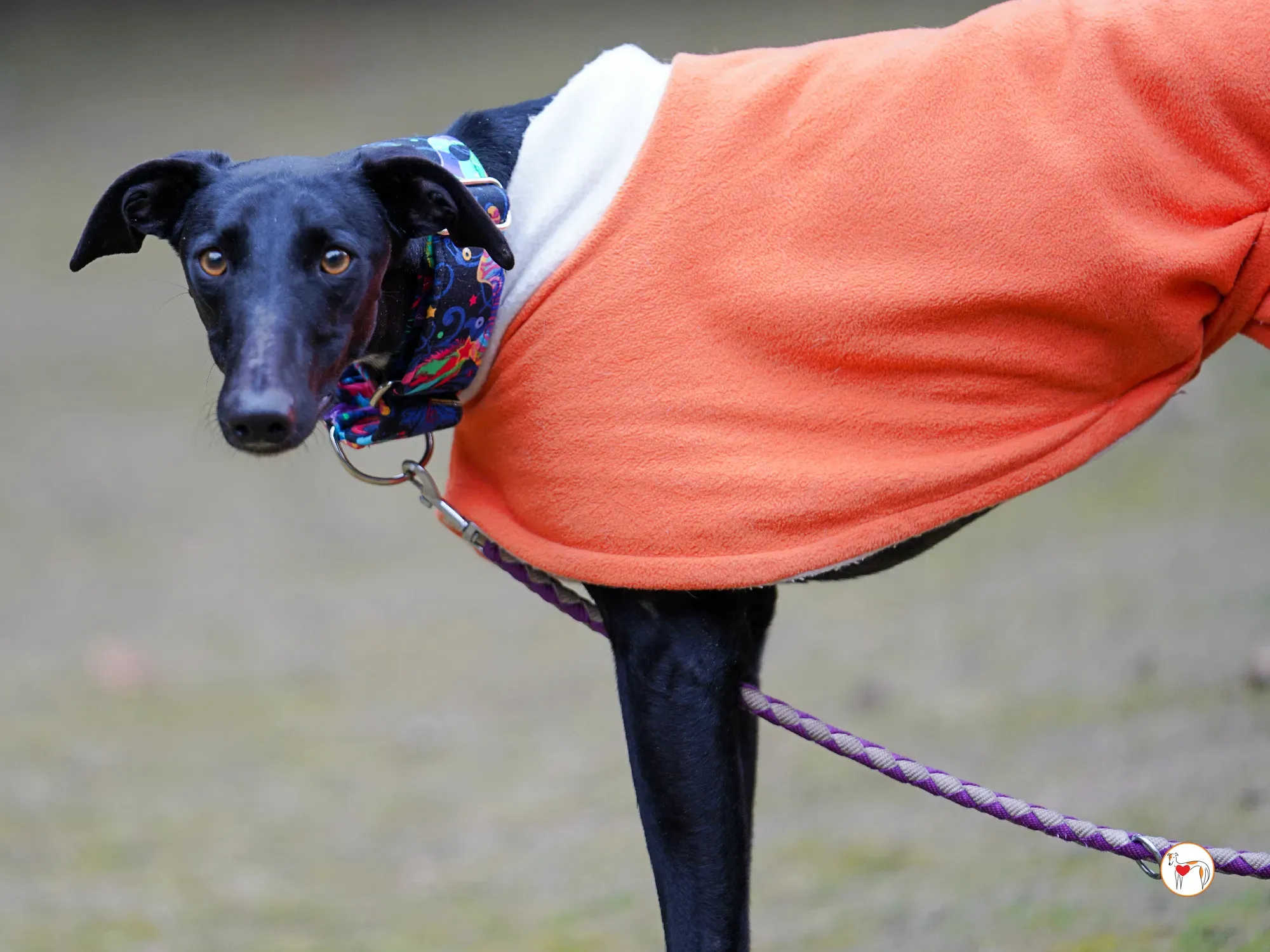 cleo galgo adozione 13