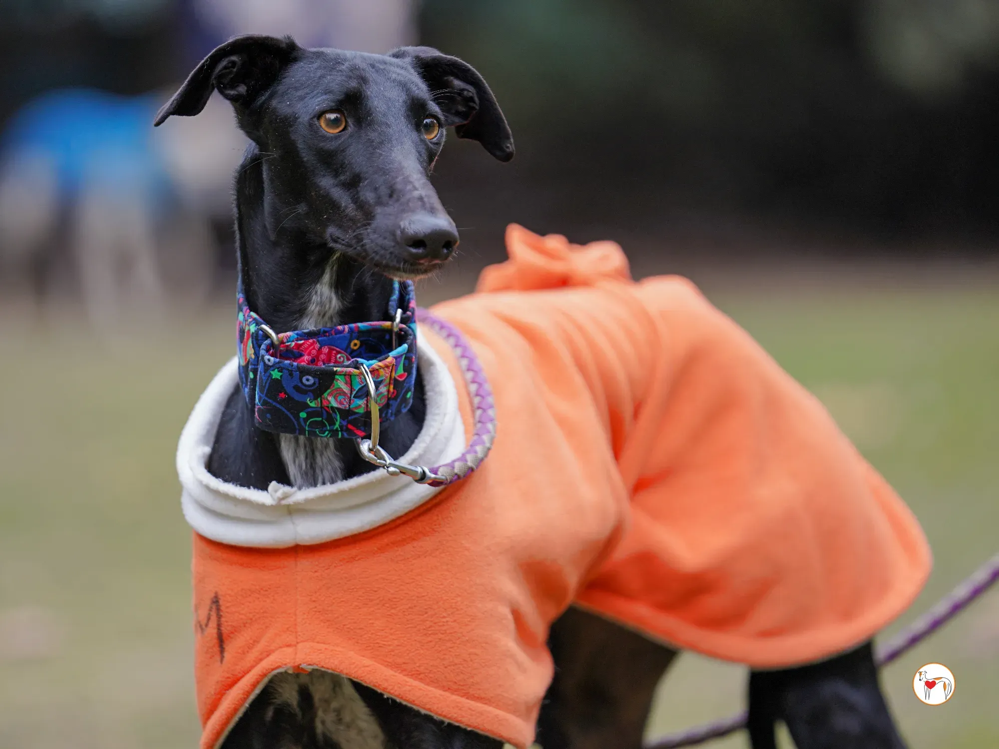 cleo galgo adozione 14