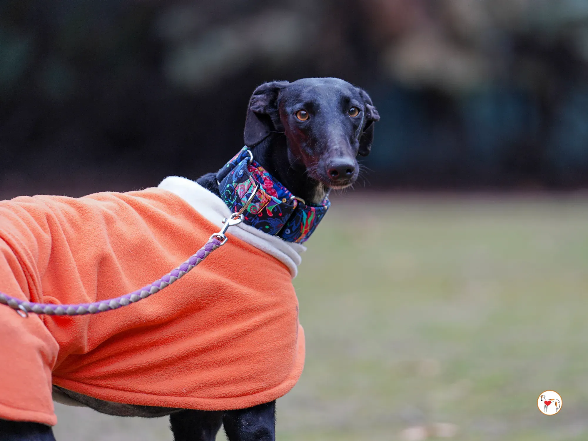 cleo galgo adozione 15