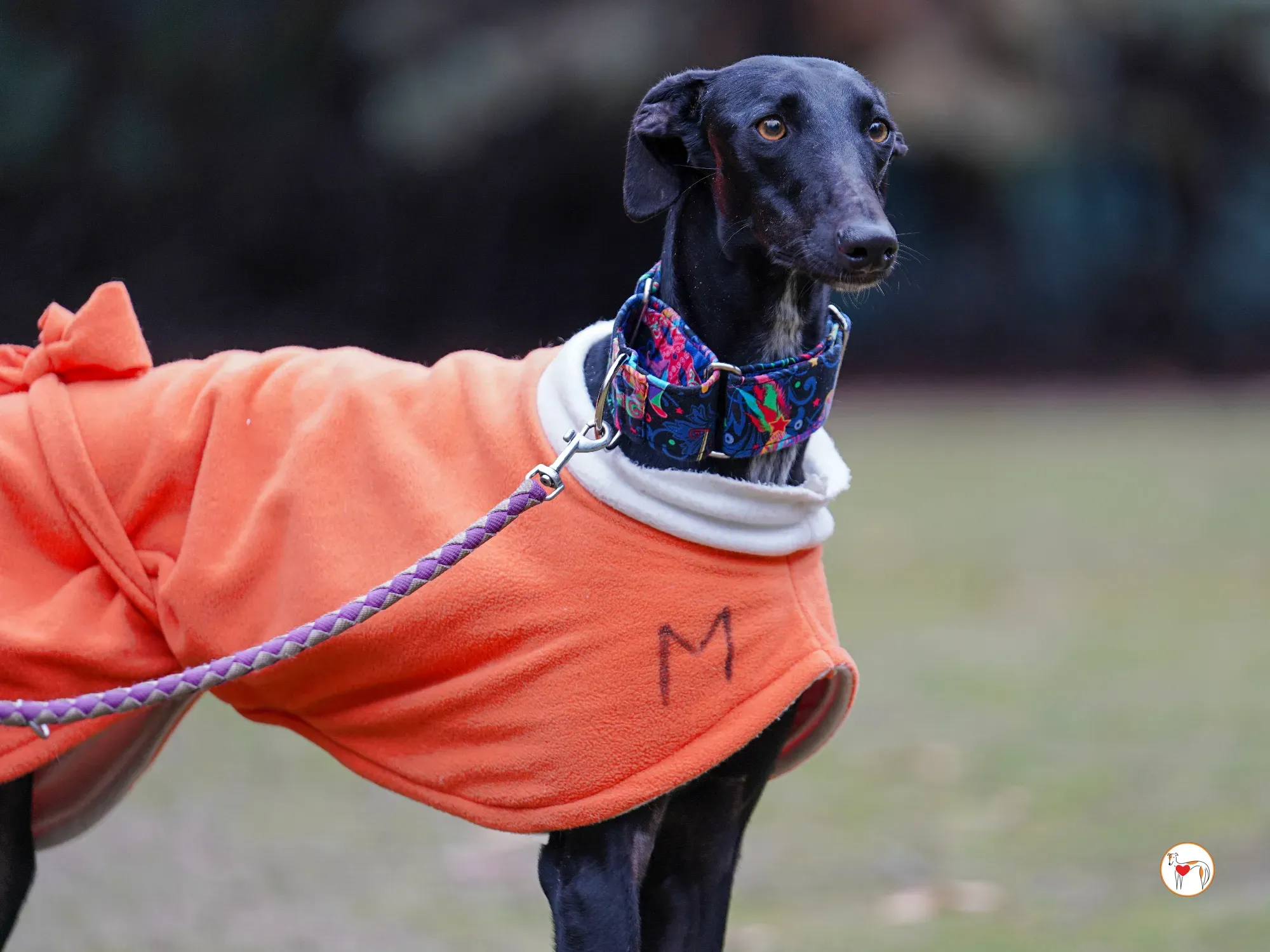 cleo galgo adozione 16