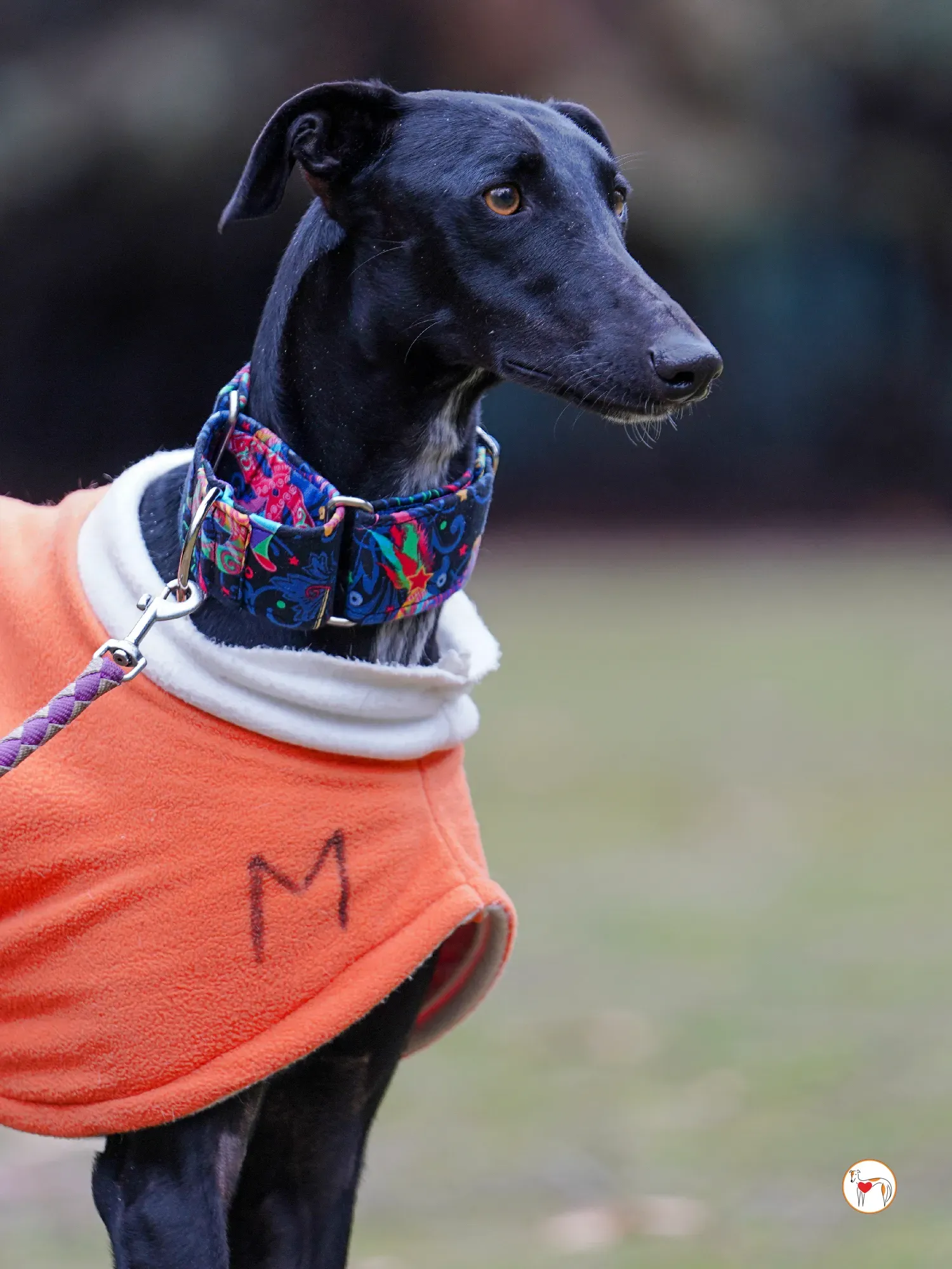 cleo galgo adozione 17