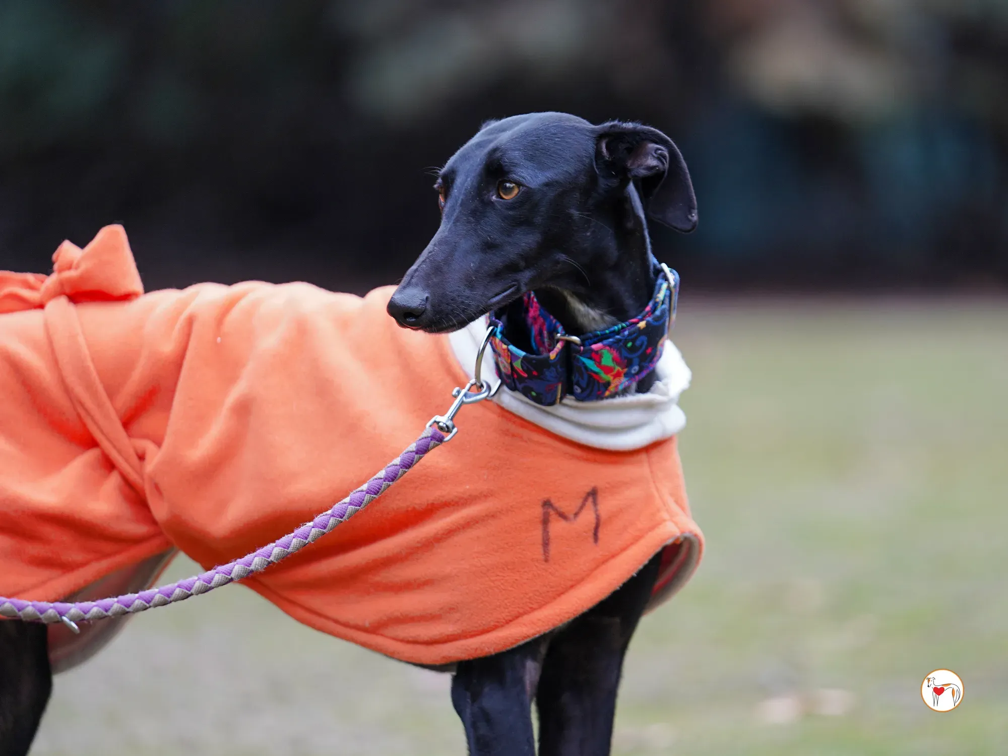 cleo galgo adozione 18