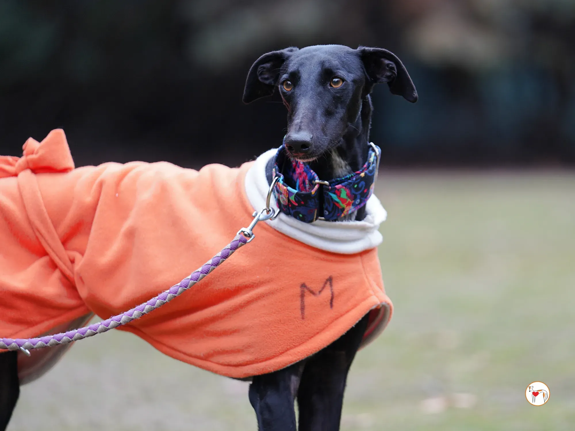 cleo galgo adozione 19