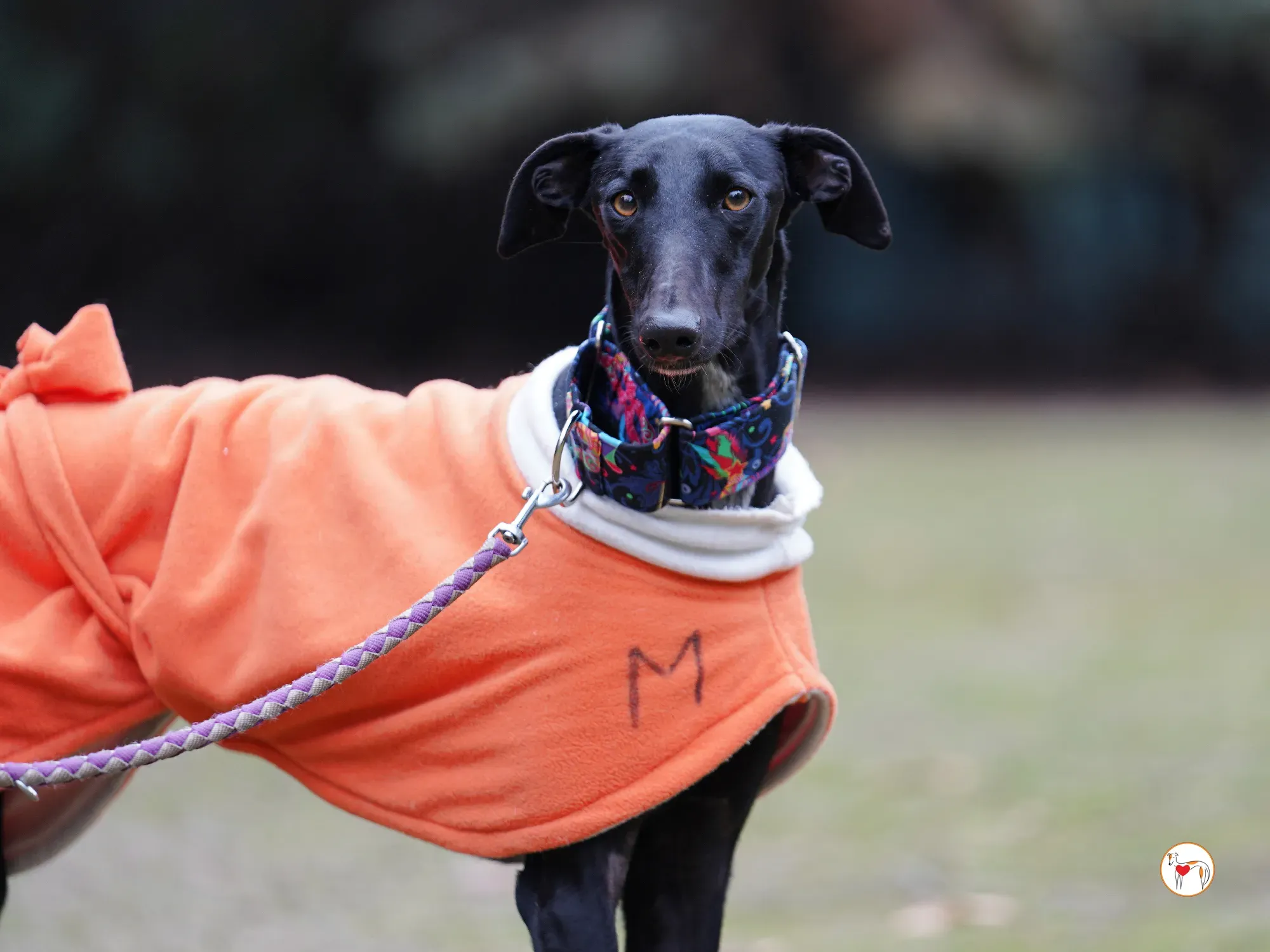 cleo galgo adozione 20