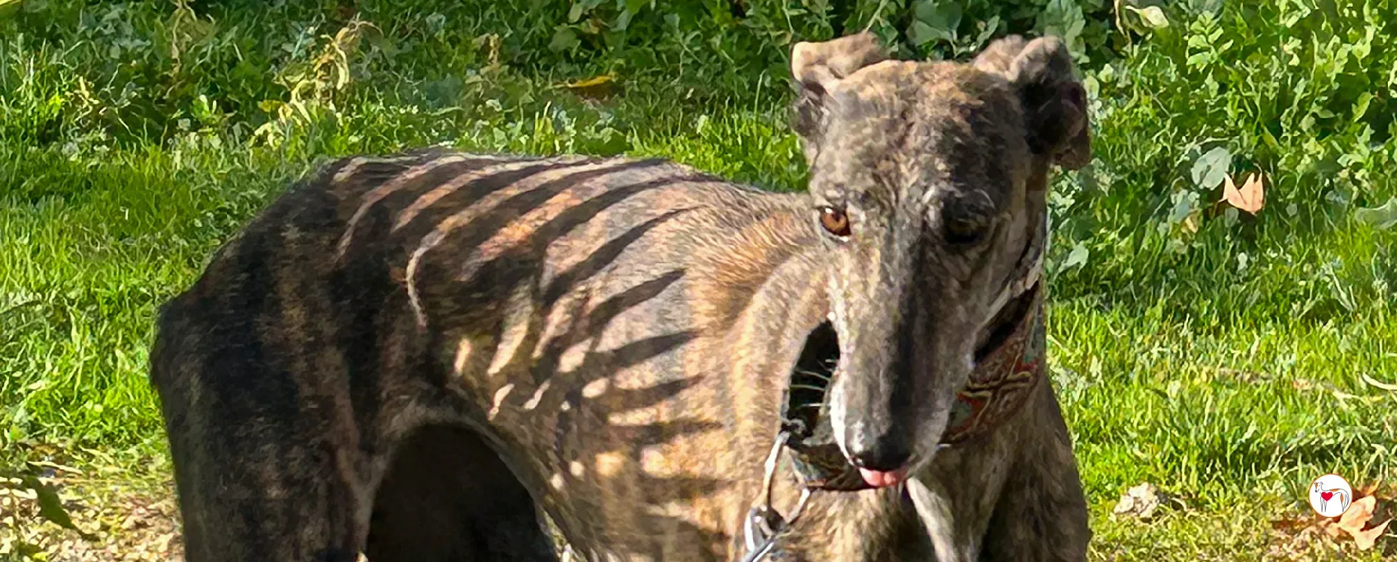 cleopatra galgo adozione 00 copertina a