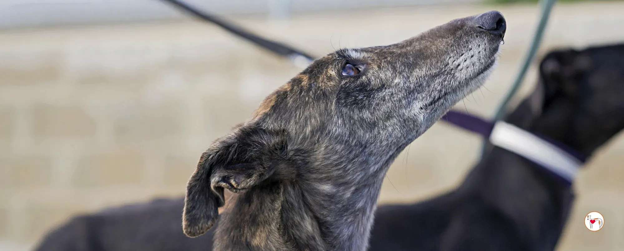 cleopatra galgo adozione 00 copertina b 2