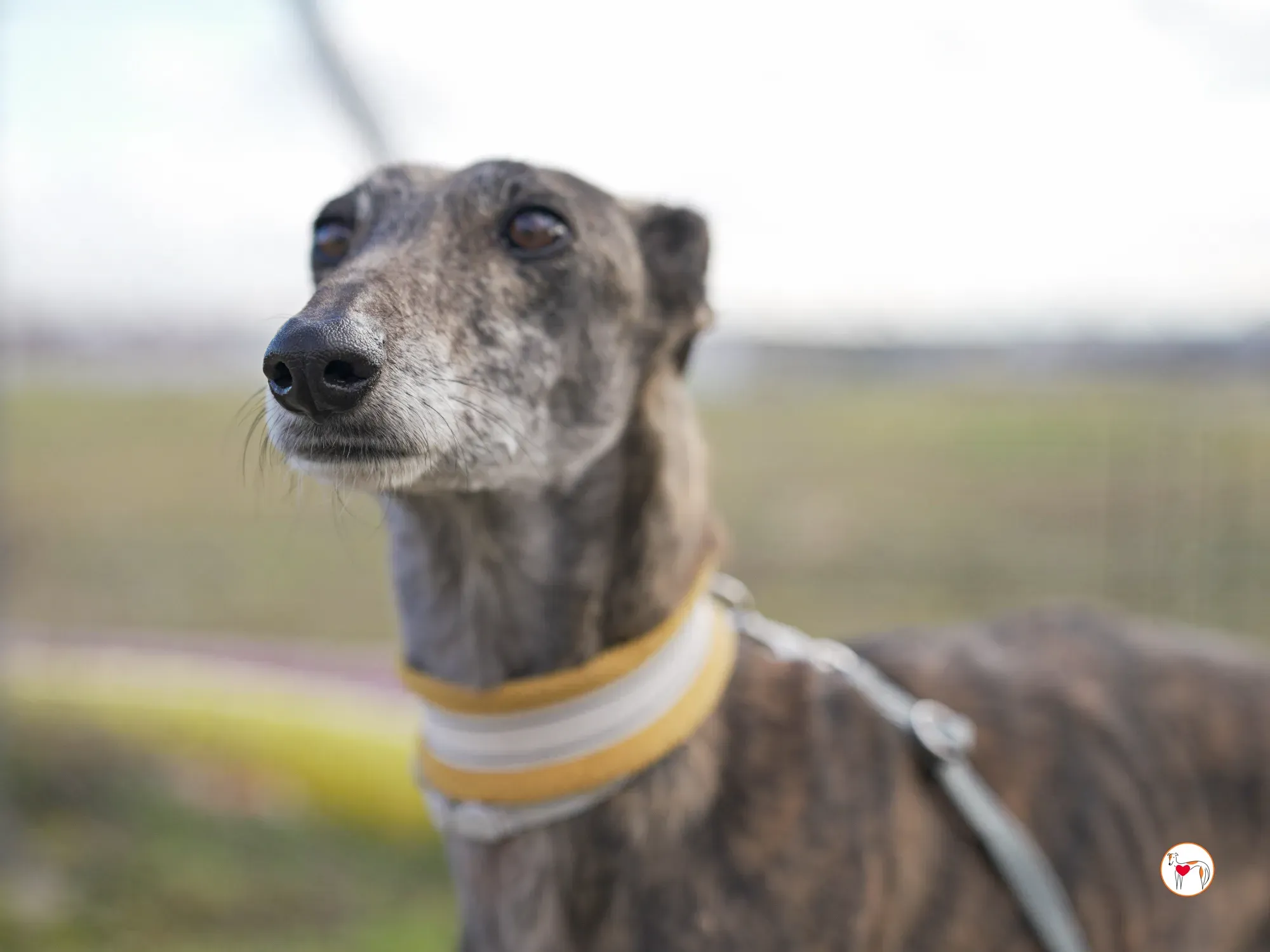 cleopatra galgo adozione 01 2