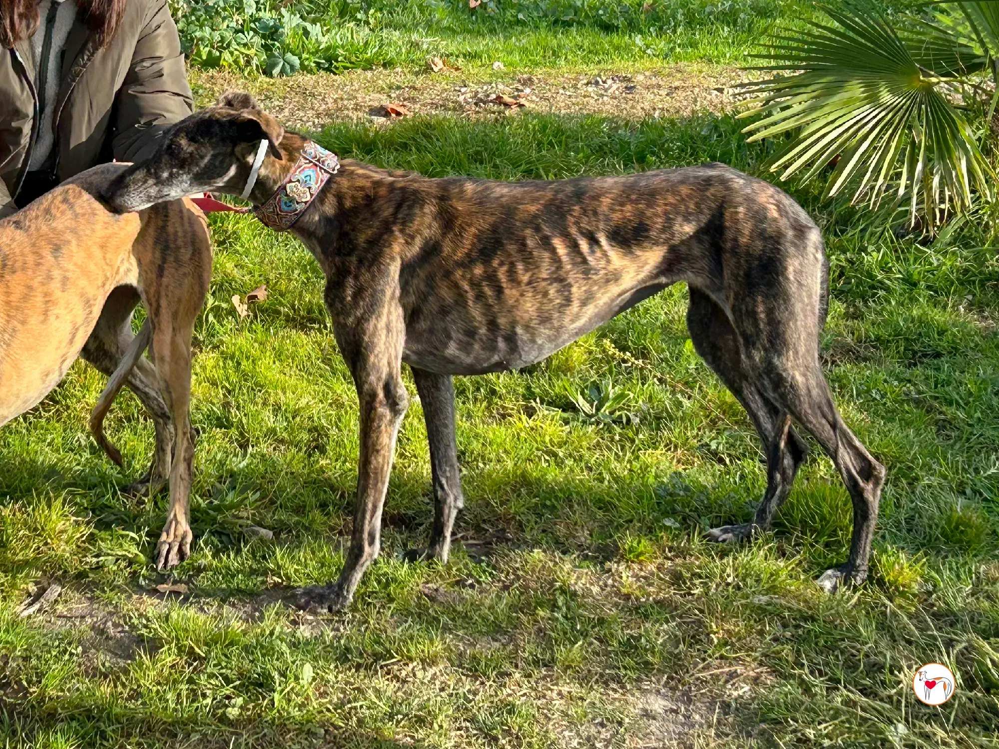 cleopatra galgo adozione 01