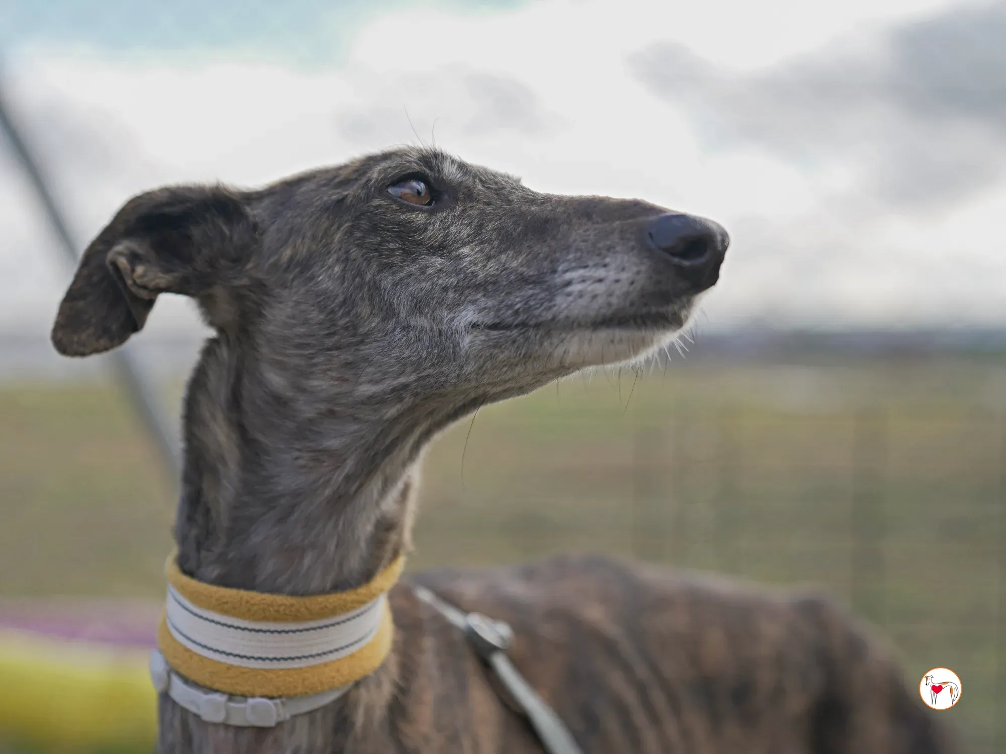 cleopatra galgo adozione 02 2