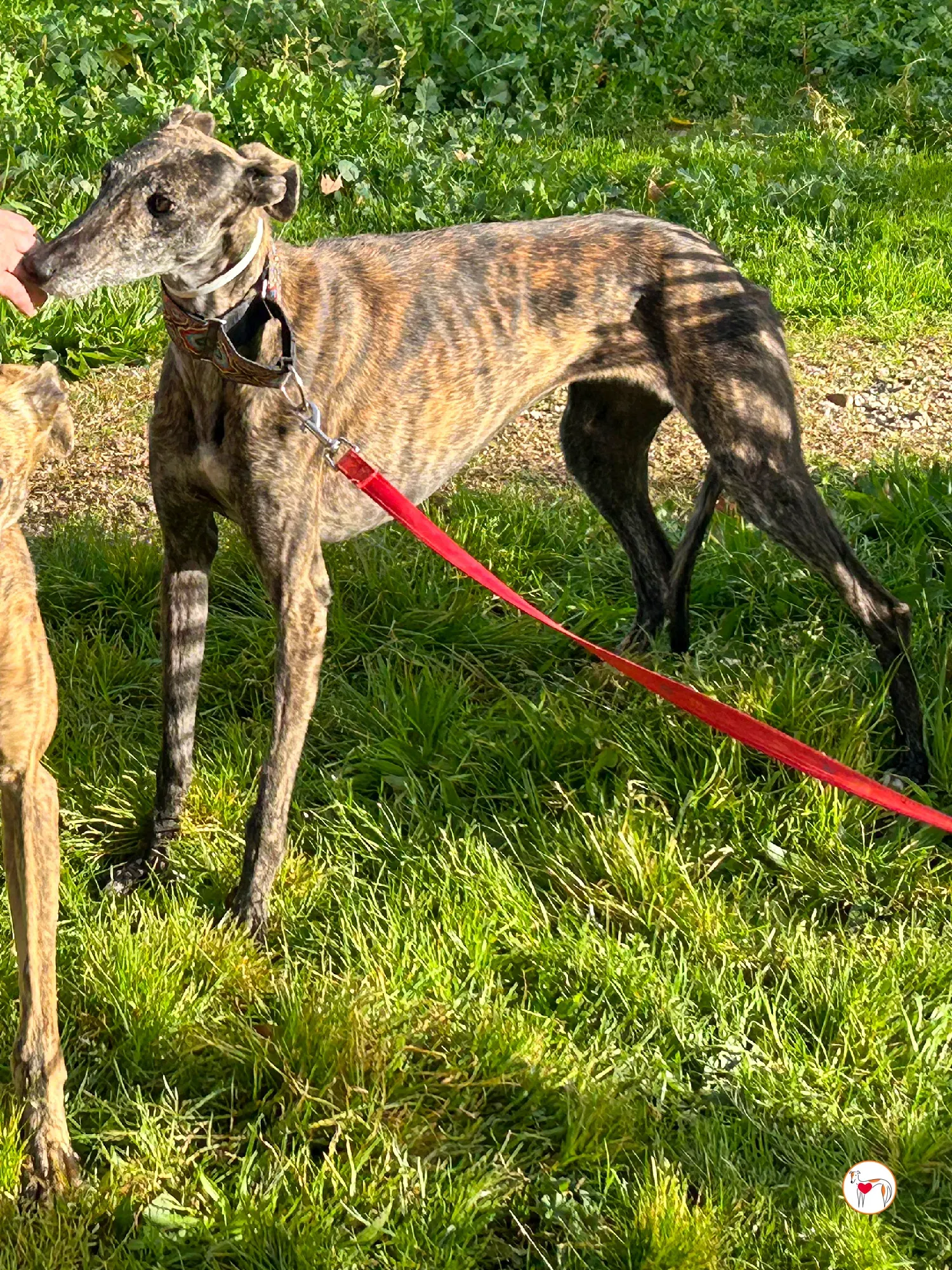 cleopatra galgo adozione 02