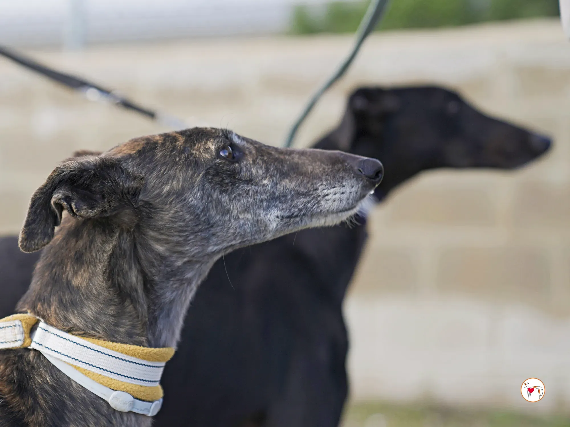 cleopatra galgo adozione 03 2