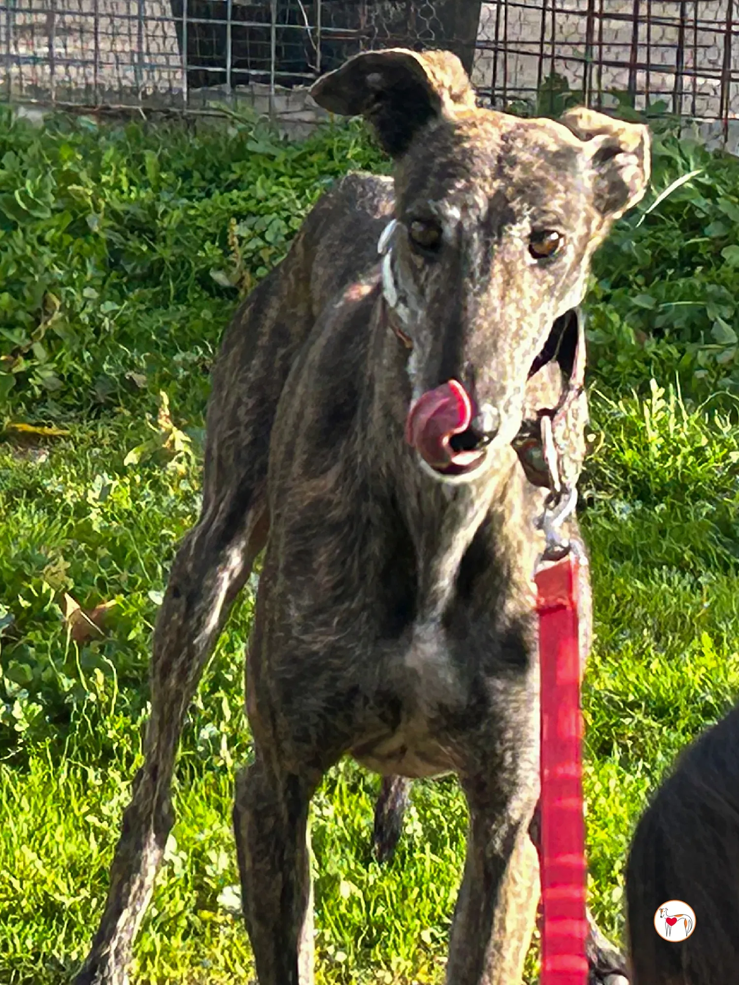 cleopatra galgo adozione 03