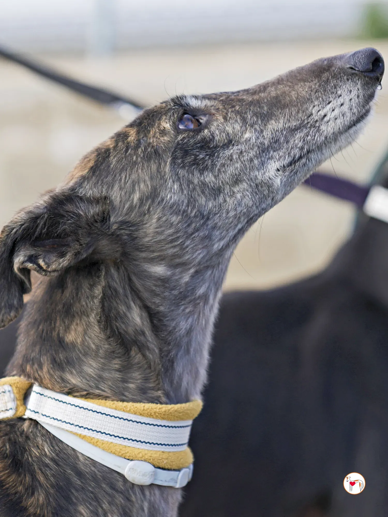 cleopatra galgo adozione 04 2