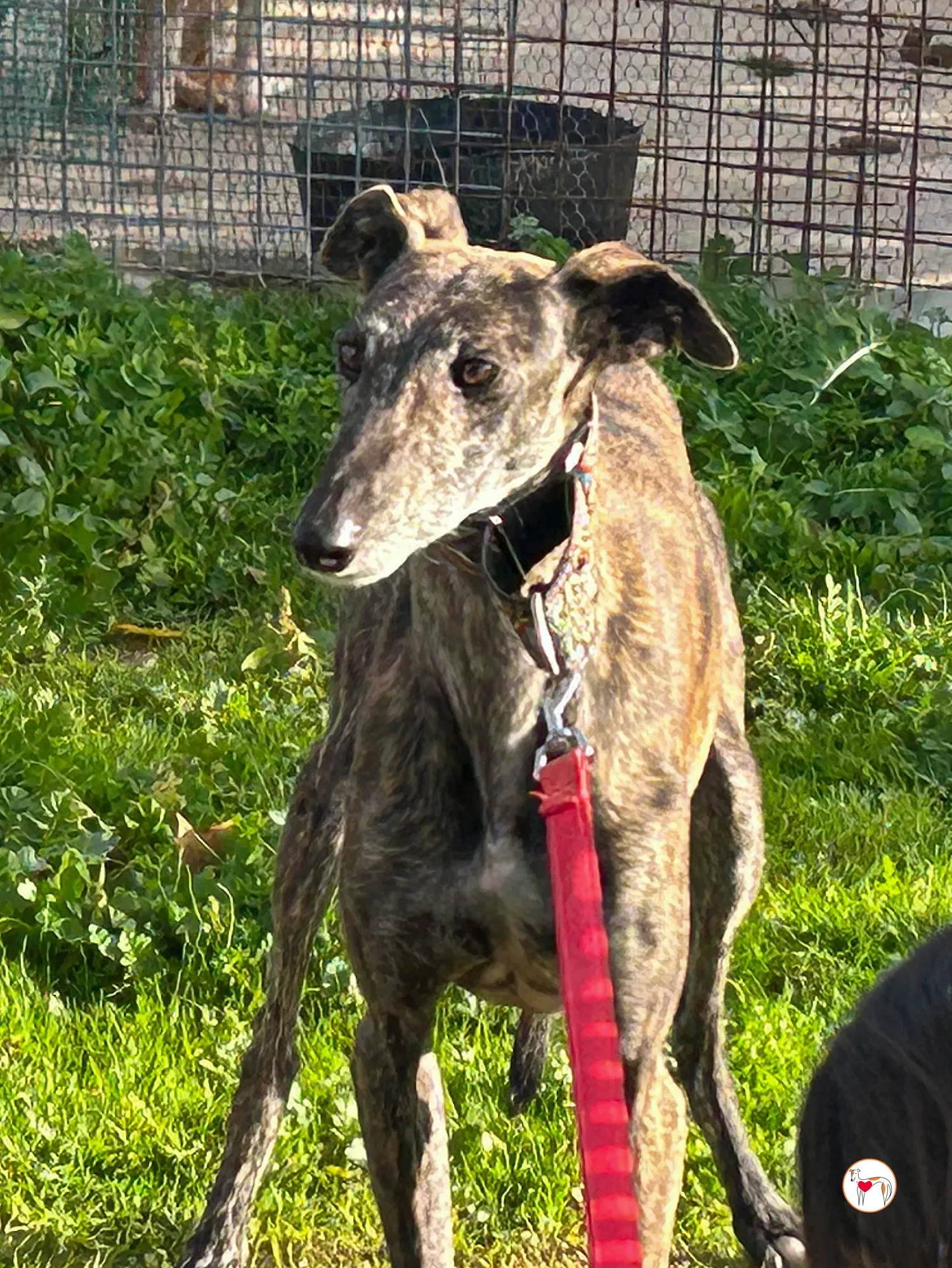 cleopatra galgo adozione 04