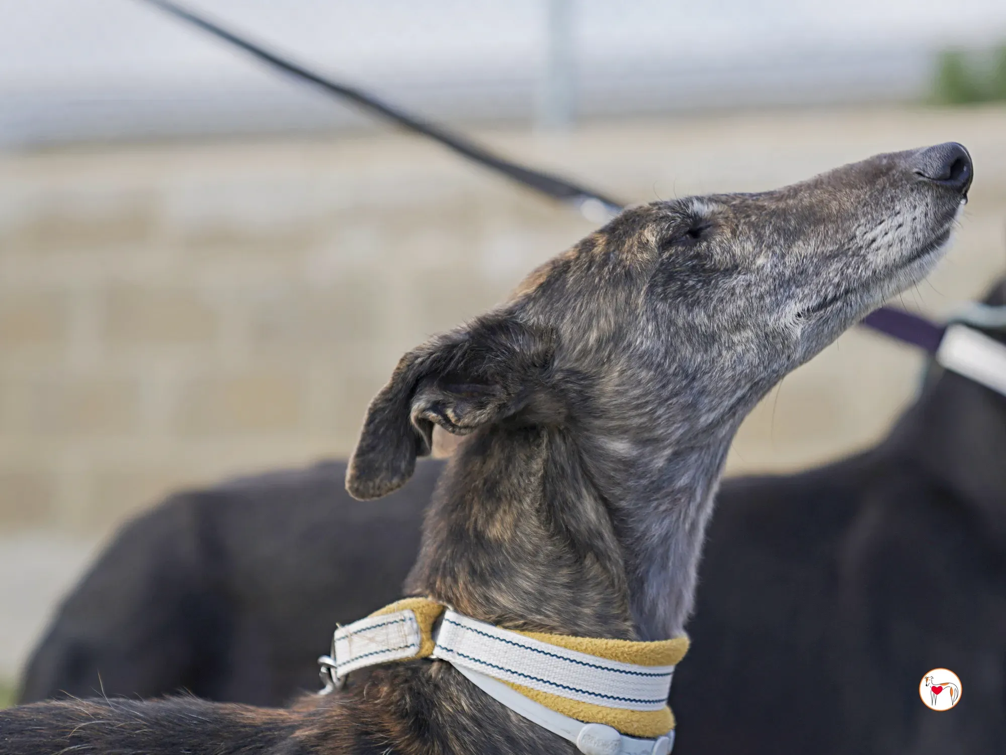 cleopatra galgo adozione 05 2