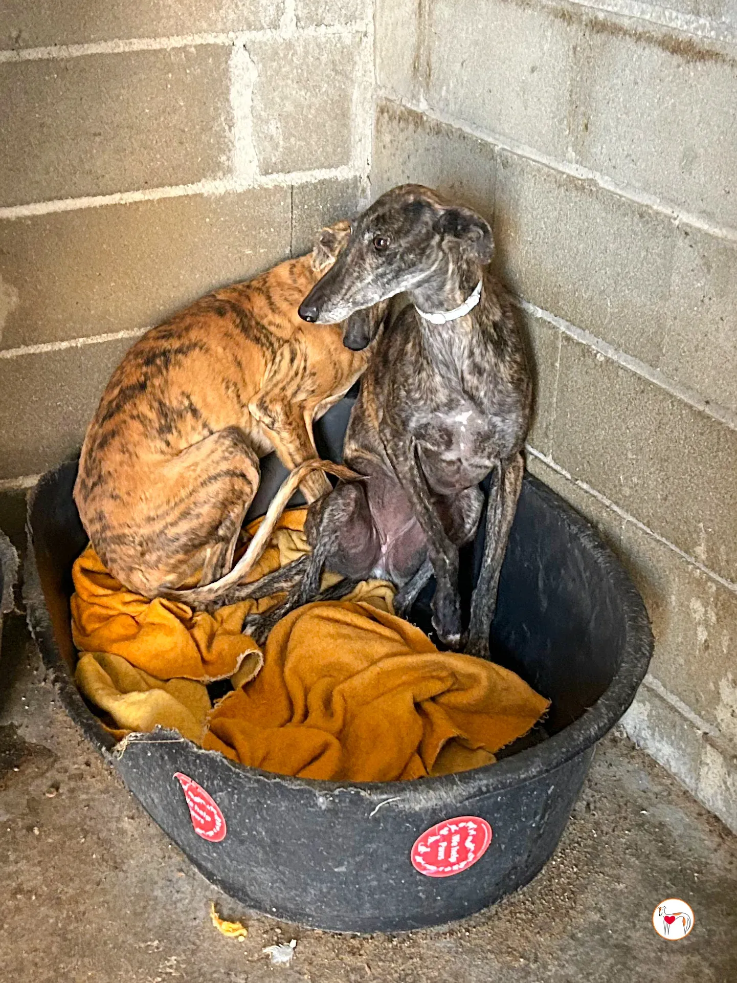 cleopatra galgo adozione 05