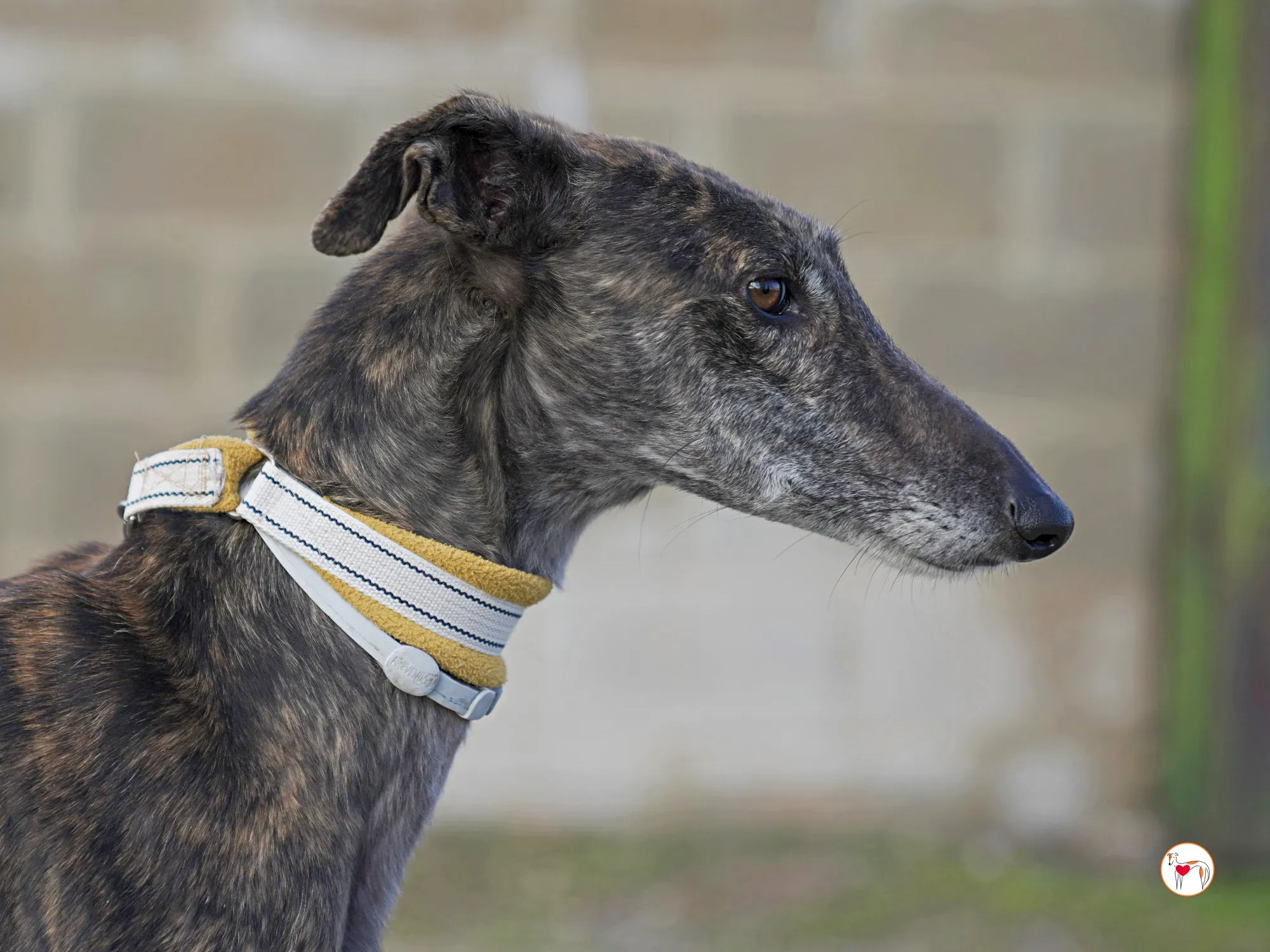 cleopatra galgo adozione 06 2