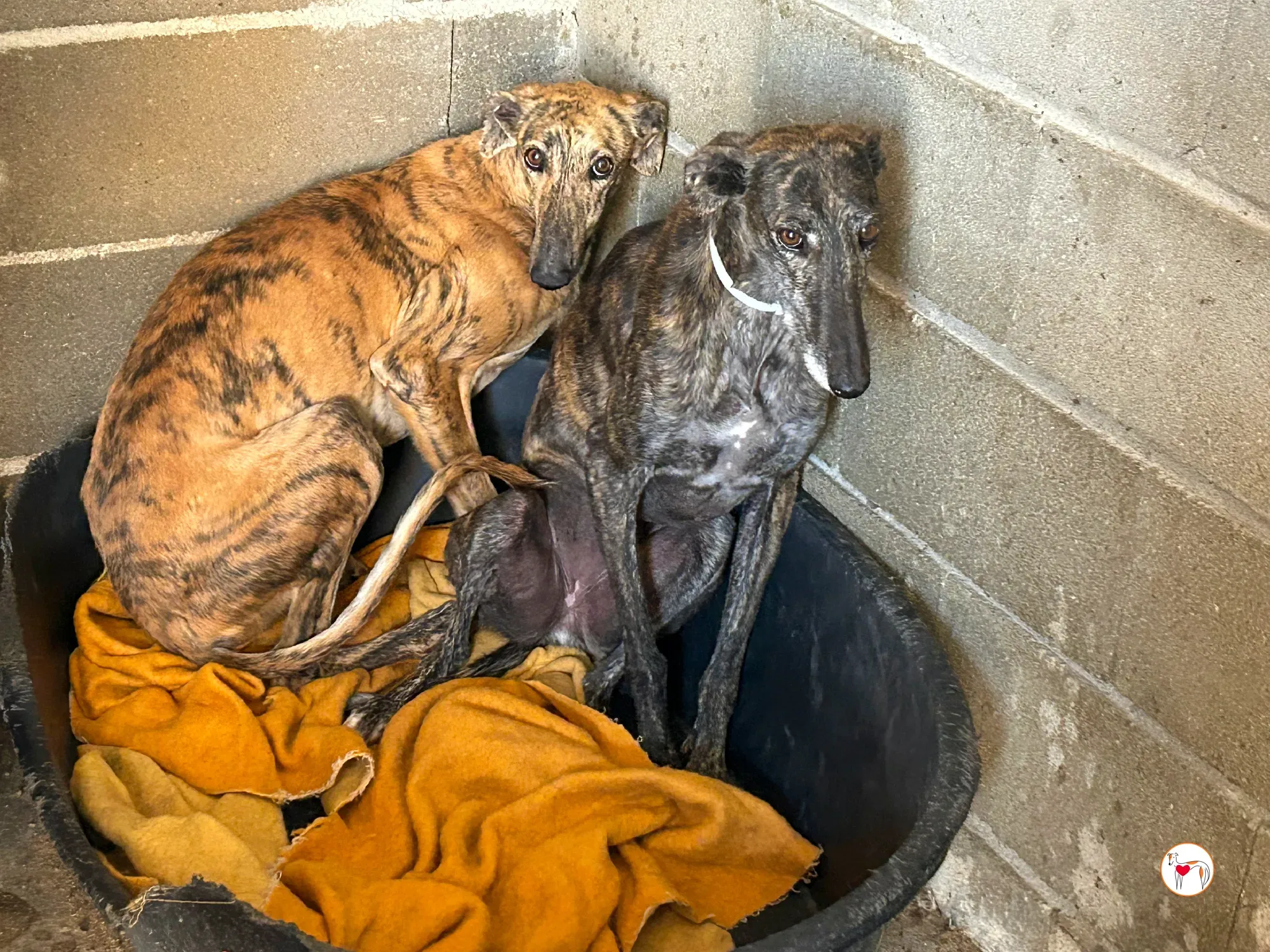 cleopatra galgo adozione 06