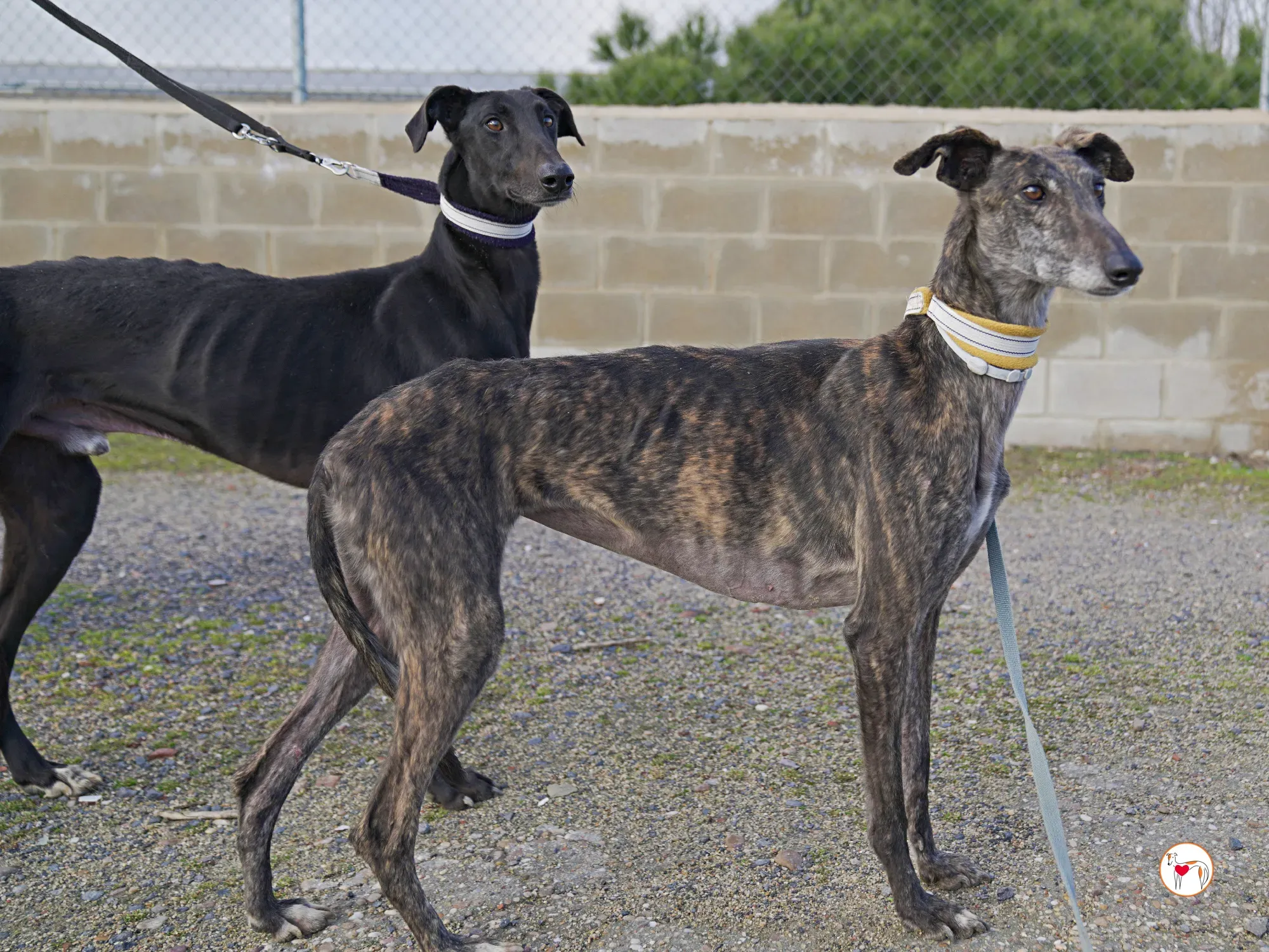 cleopatra galgo adozione 07 2