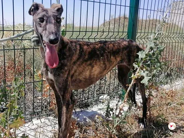 cleopatra galgo adozione 08