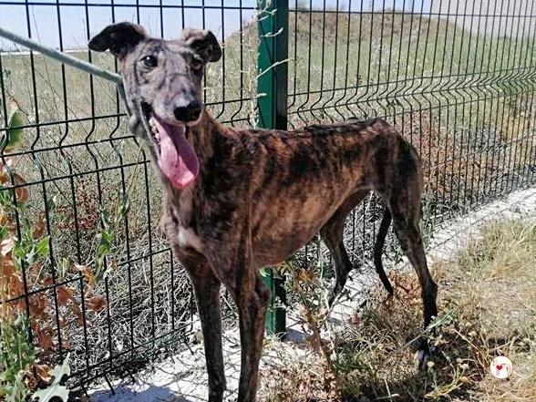 cleopatra galgo adozione 09