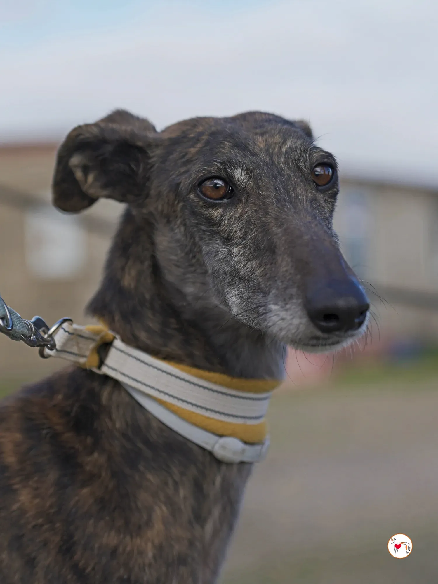 cleopatra galgo adozione 10