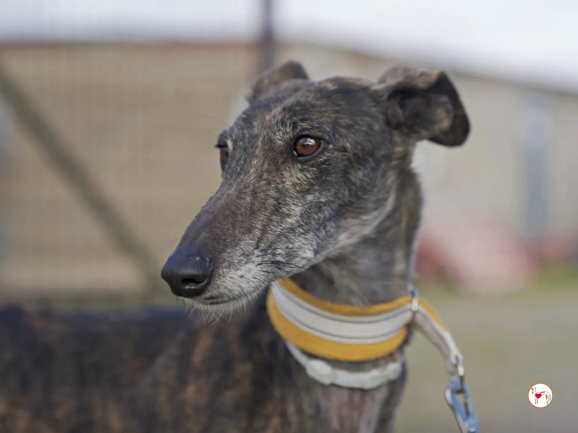 cleopatra galgo adozione 11