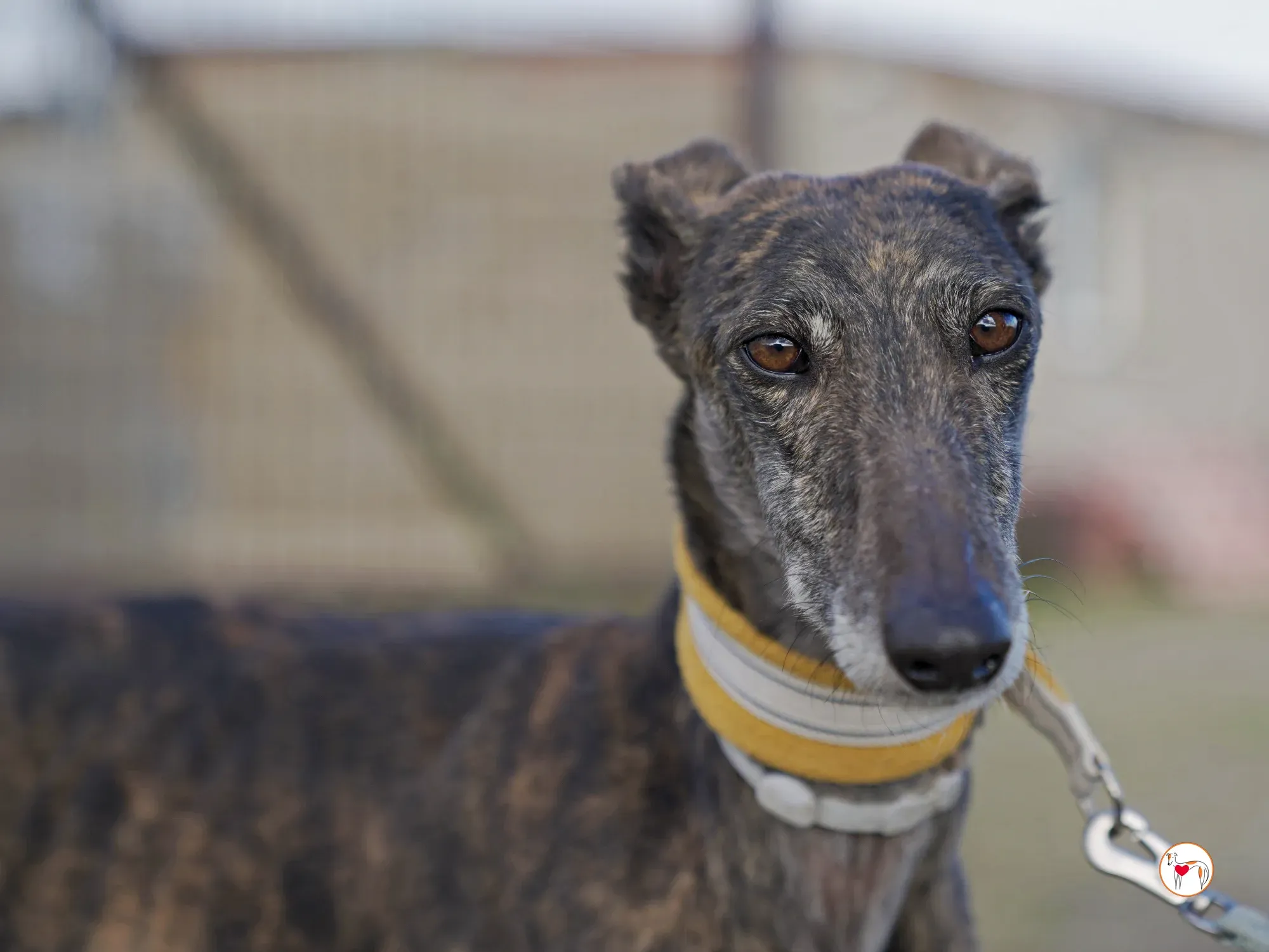 cleopatra galgo adozione 14