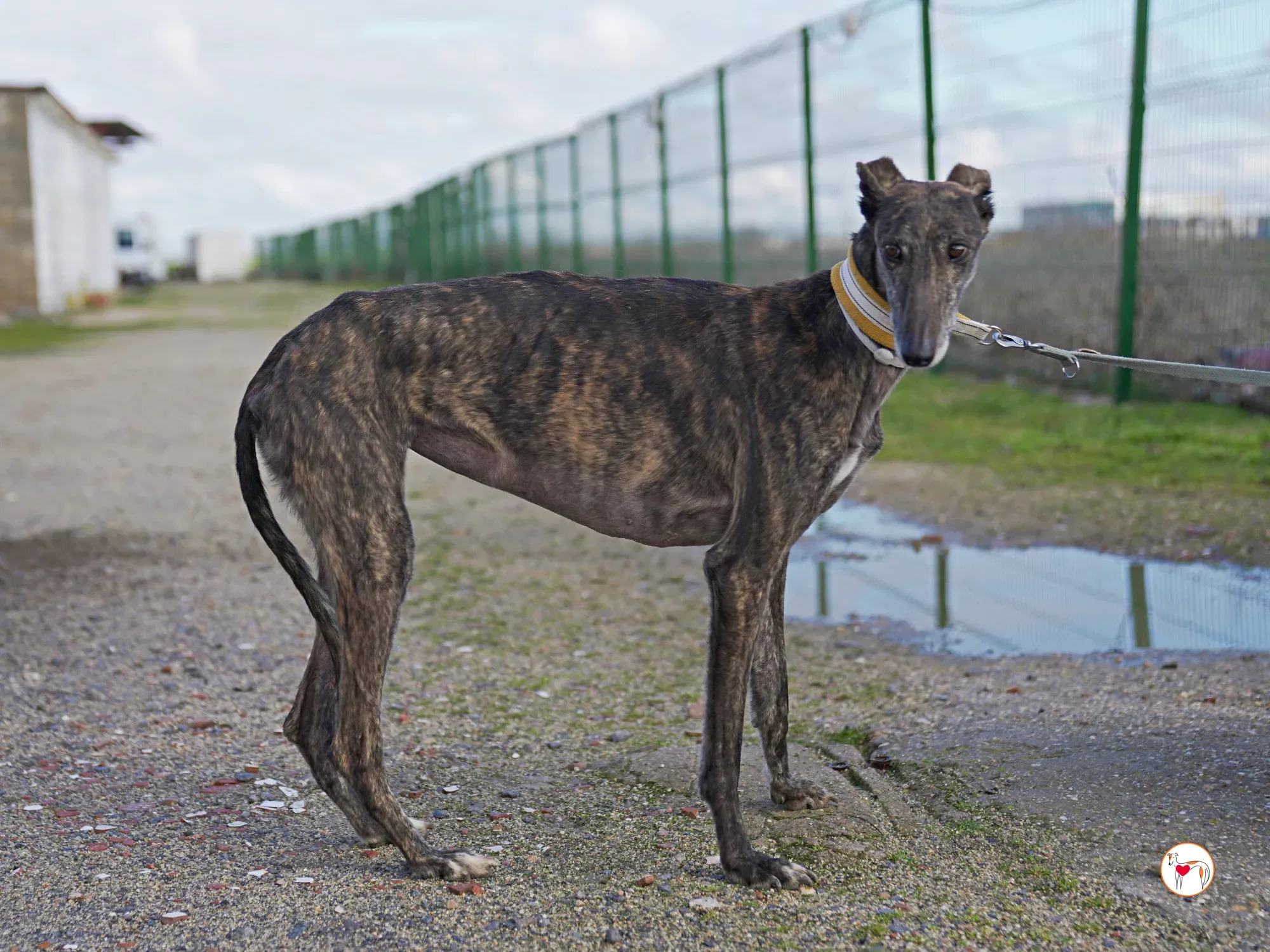 cleopatra galgo adozione 15