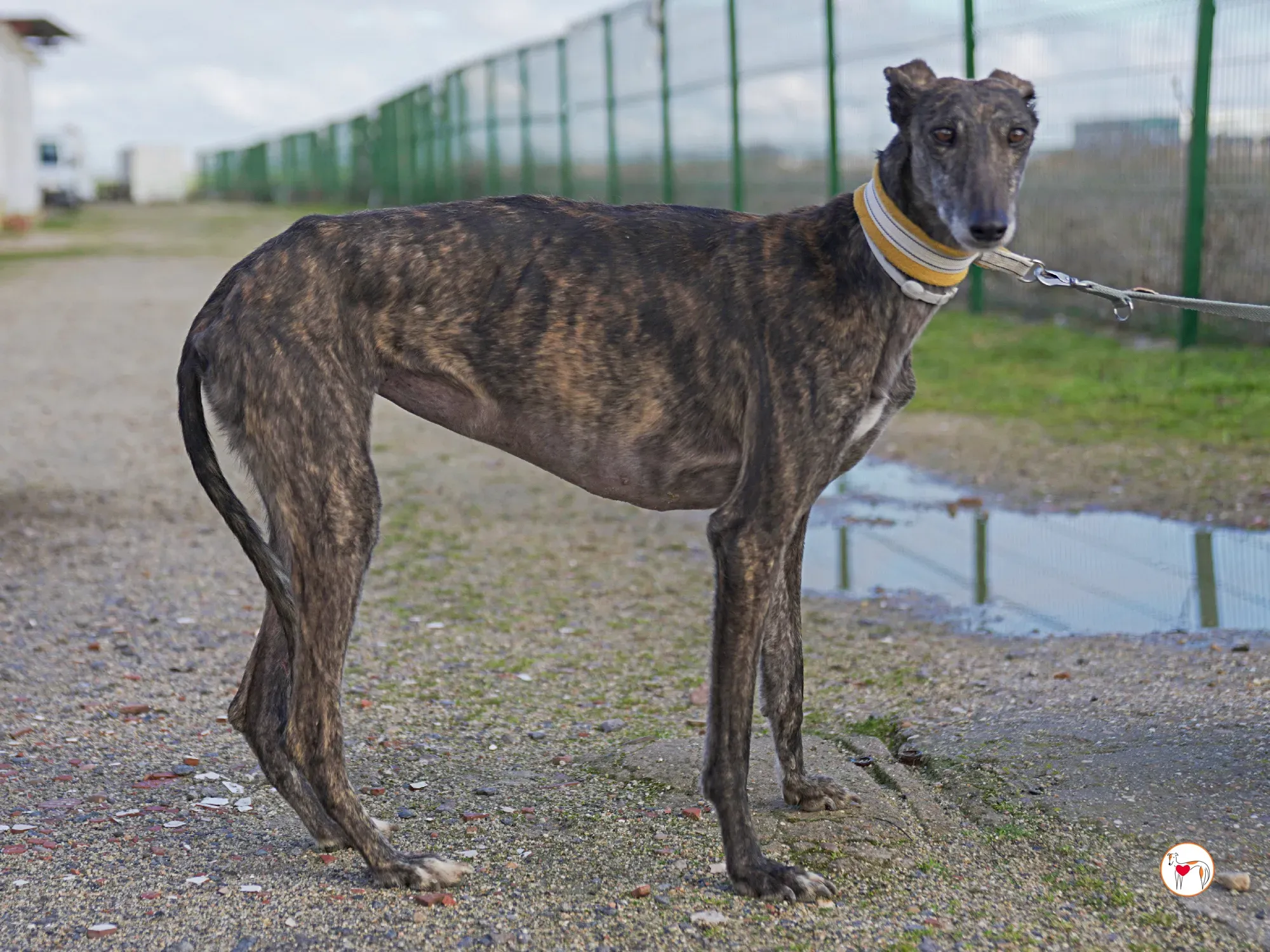 cleopatra galgo adozione 16