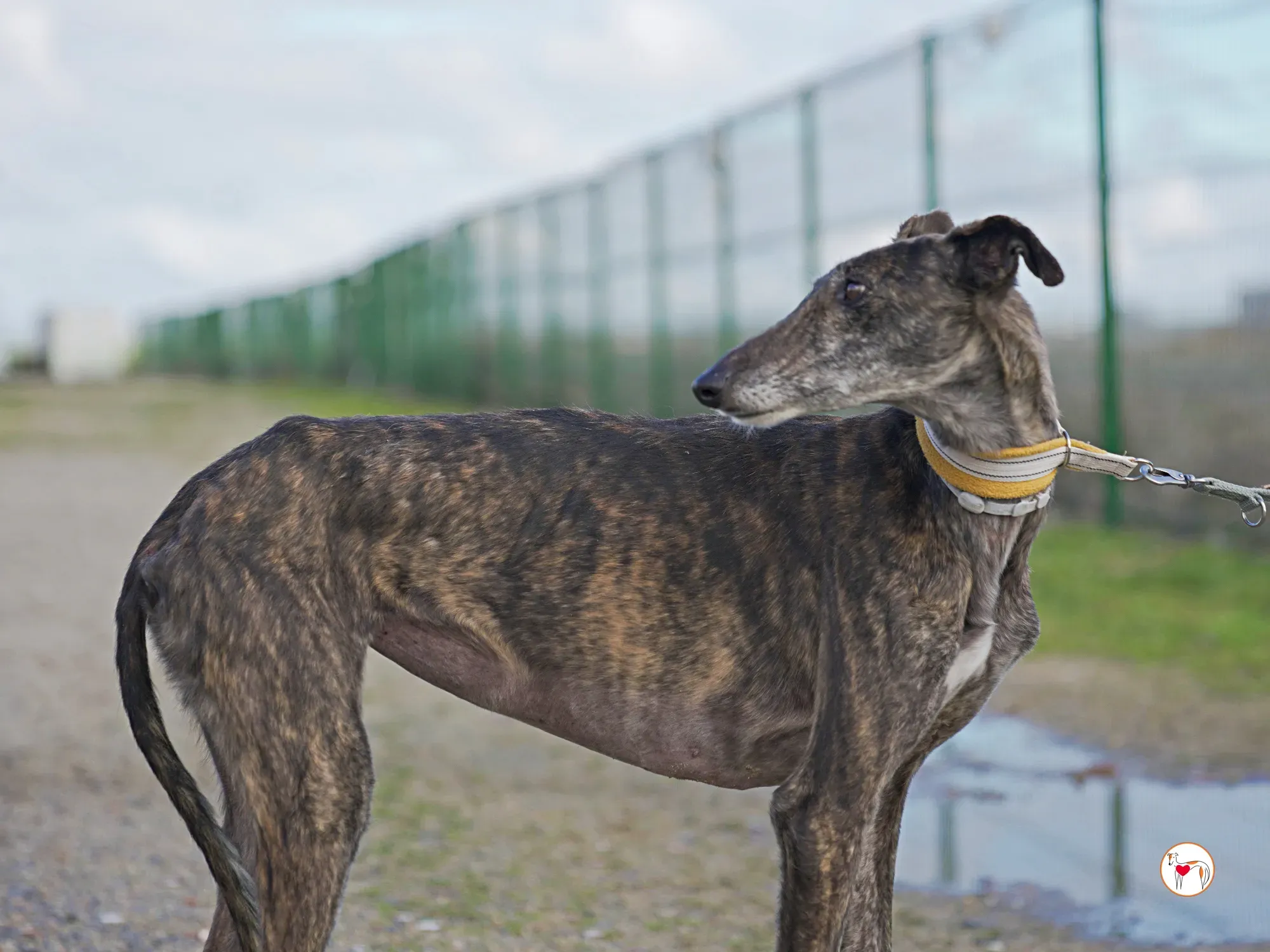 cleopatra galgo adozione 17