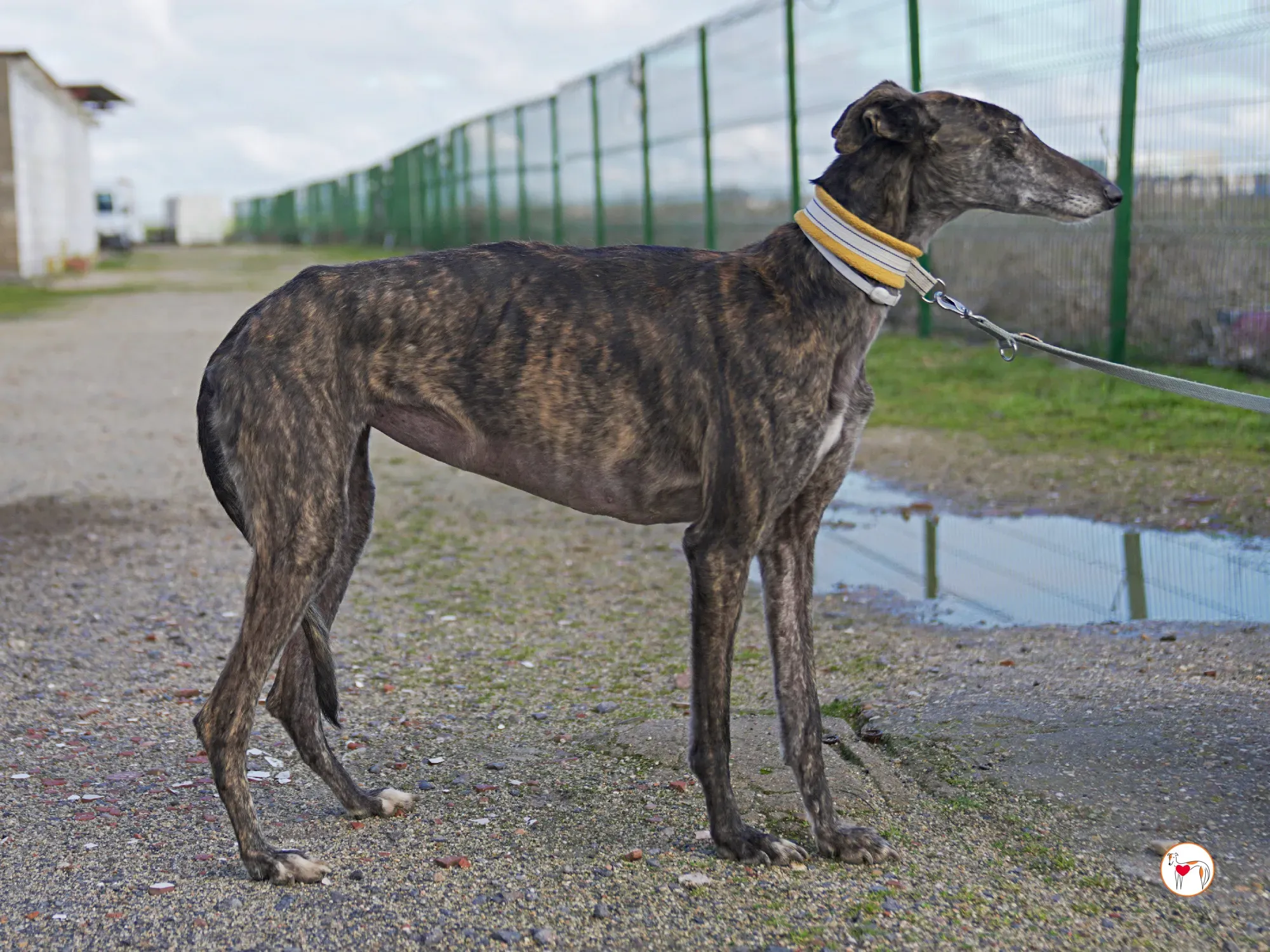 cleopatra galgo adozione 18