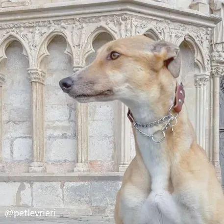 clover felici a casa 1